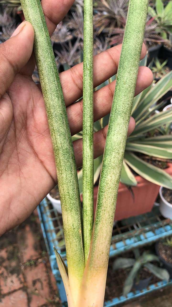 Sansevieria FLAMINGO