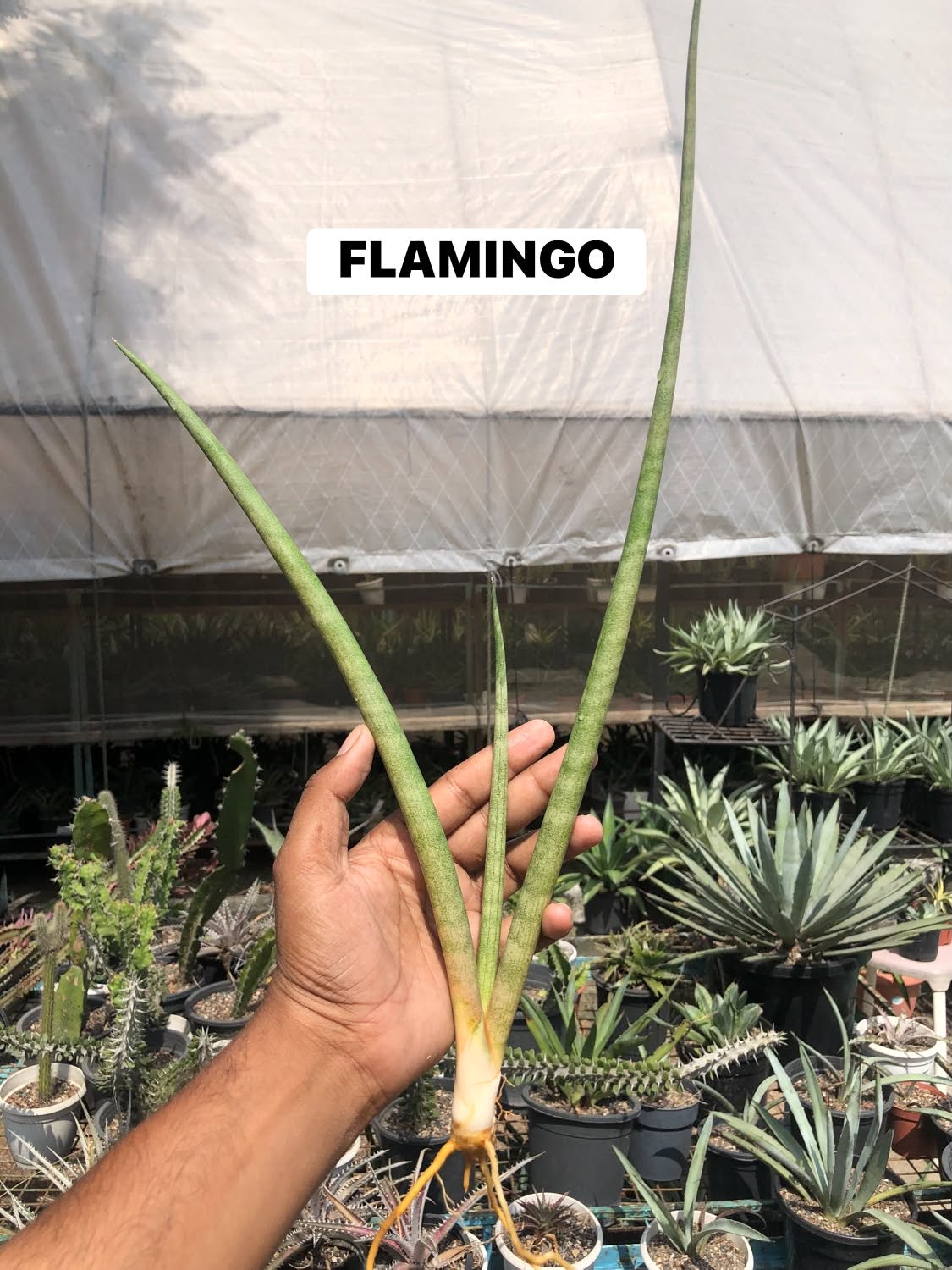 COMBO NO 34 : COMBO OF 3 COLOURFUL SANSEVIERIA