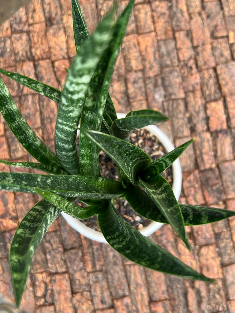 Sansevieria Fernwood Clump