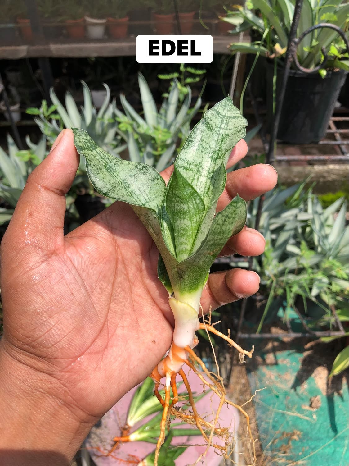 Combo No 16 : Four Popular Sansevieria