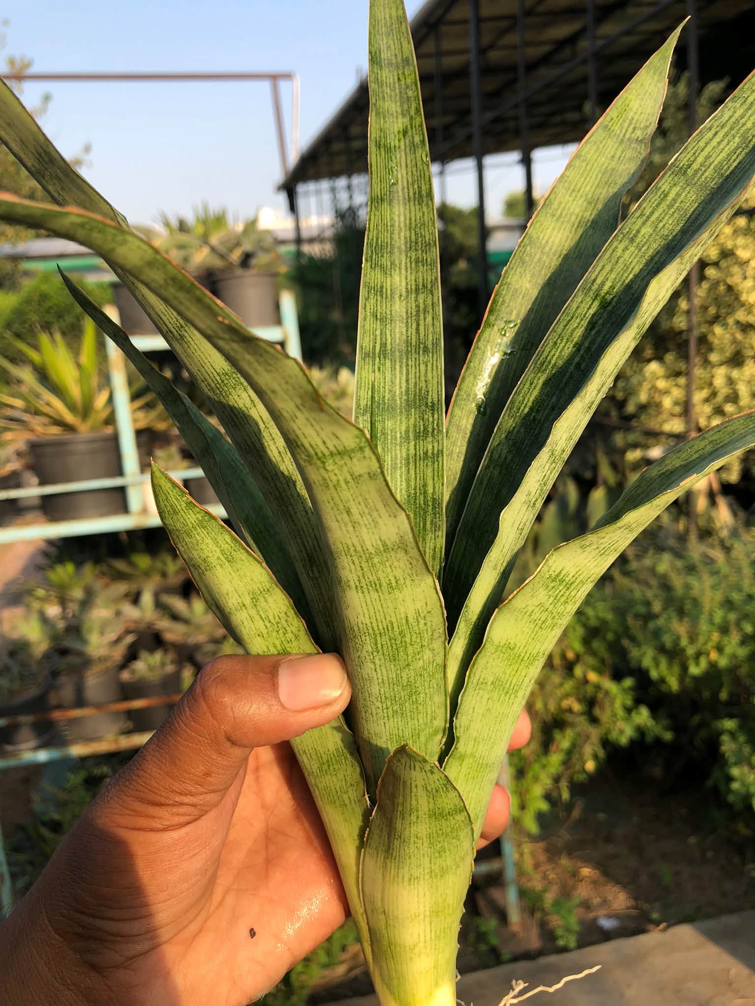 SANSEVIERIA LALYI