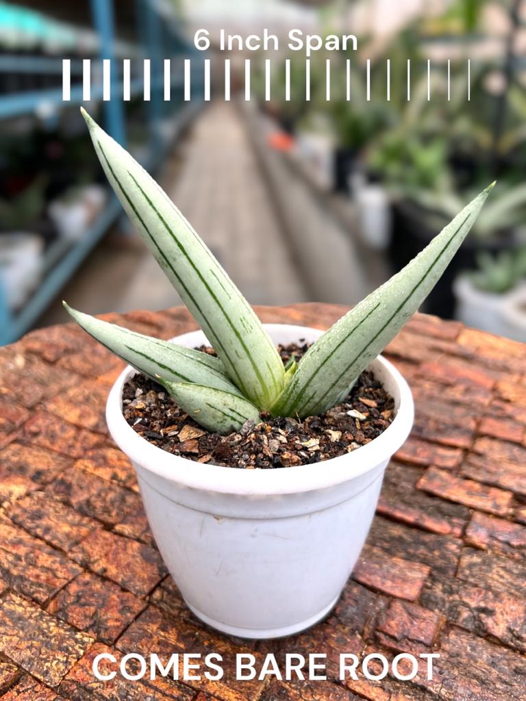 Sansevieria Iceman