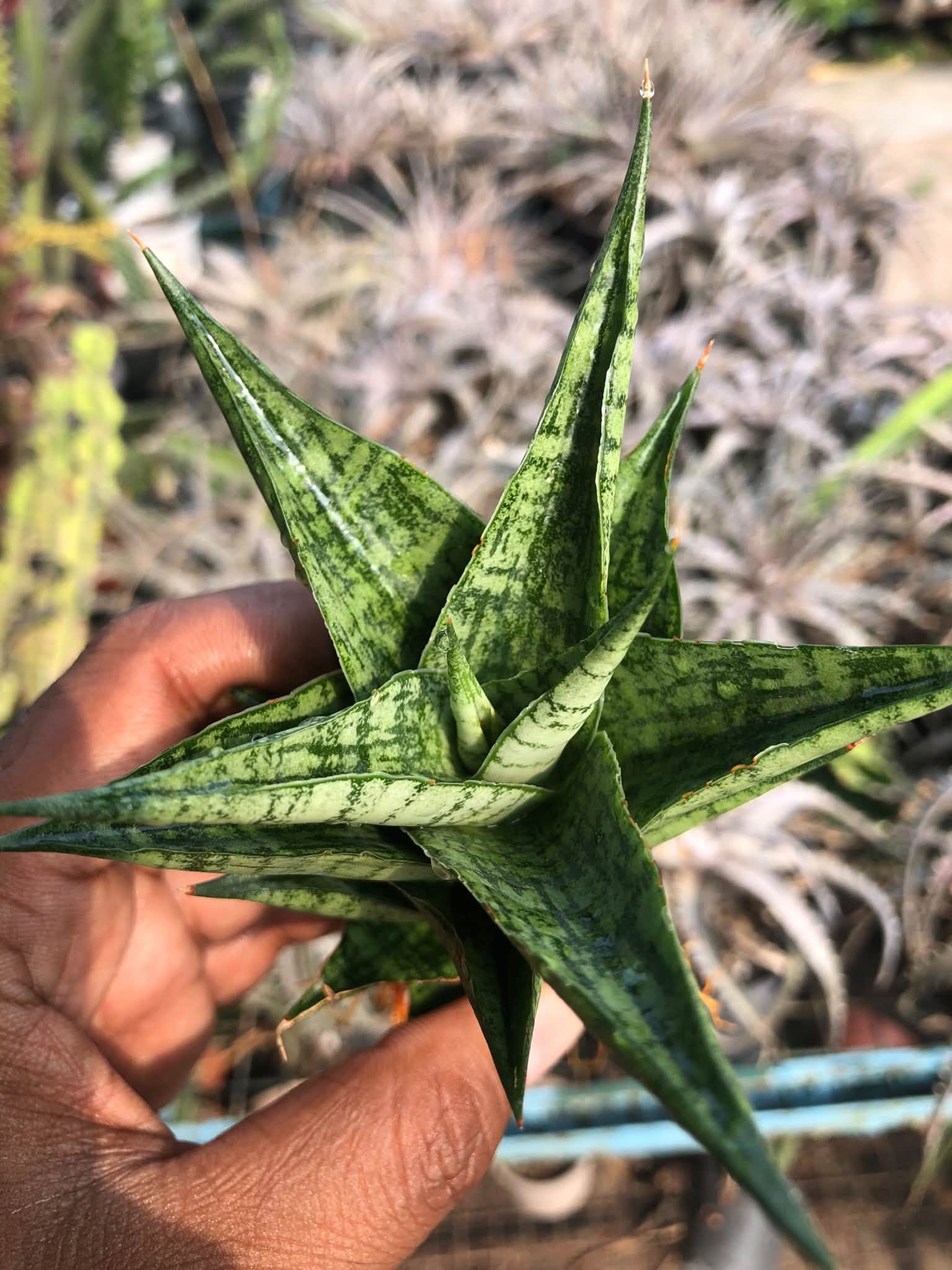 SANSEVIERIA WIN WIN MINIATURE VARIETY