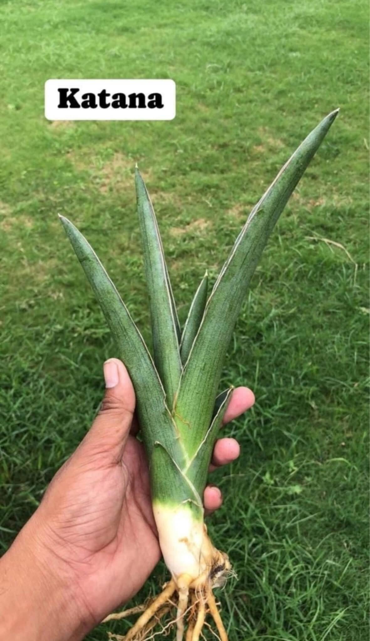 Sansevieria Combo of 7 LARGE PLANTS