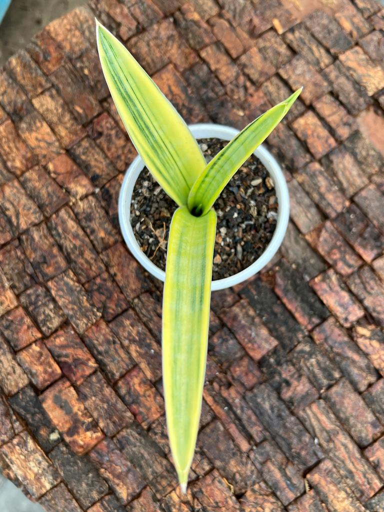 Sansevieria Ebracteata Variegated