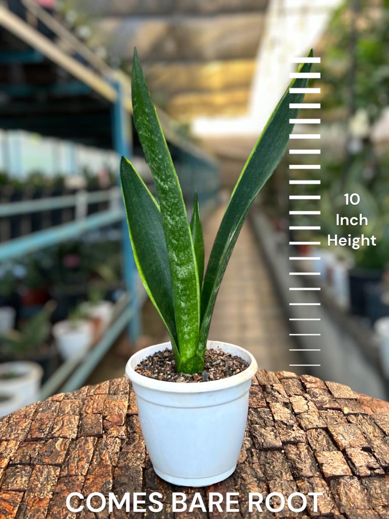 Sansevieria Trifaciata 'Green Arrow'