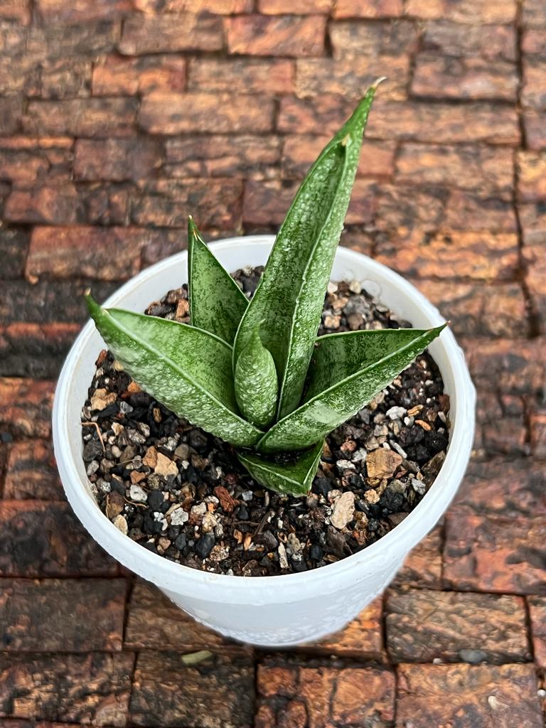 Shop Sansevieria Pagoda - Exquisite Indoor Plant – Fermosa plants