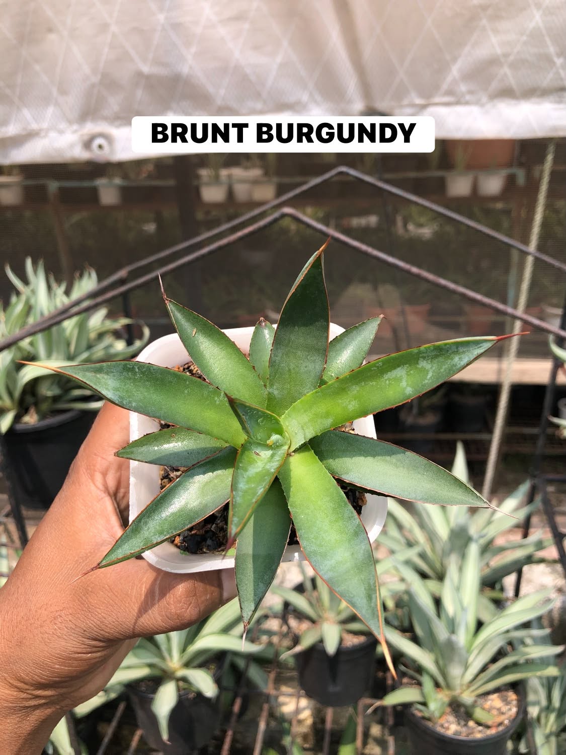 COMBO NO 32 : COMBO OF 3 AGAVES