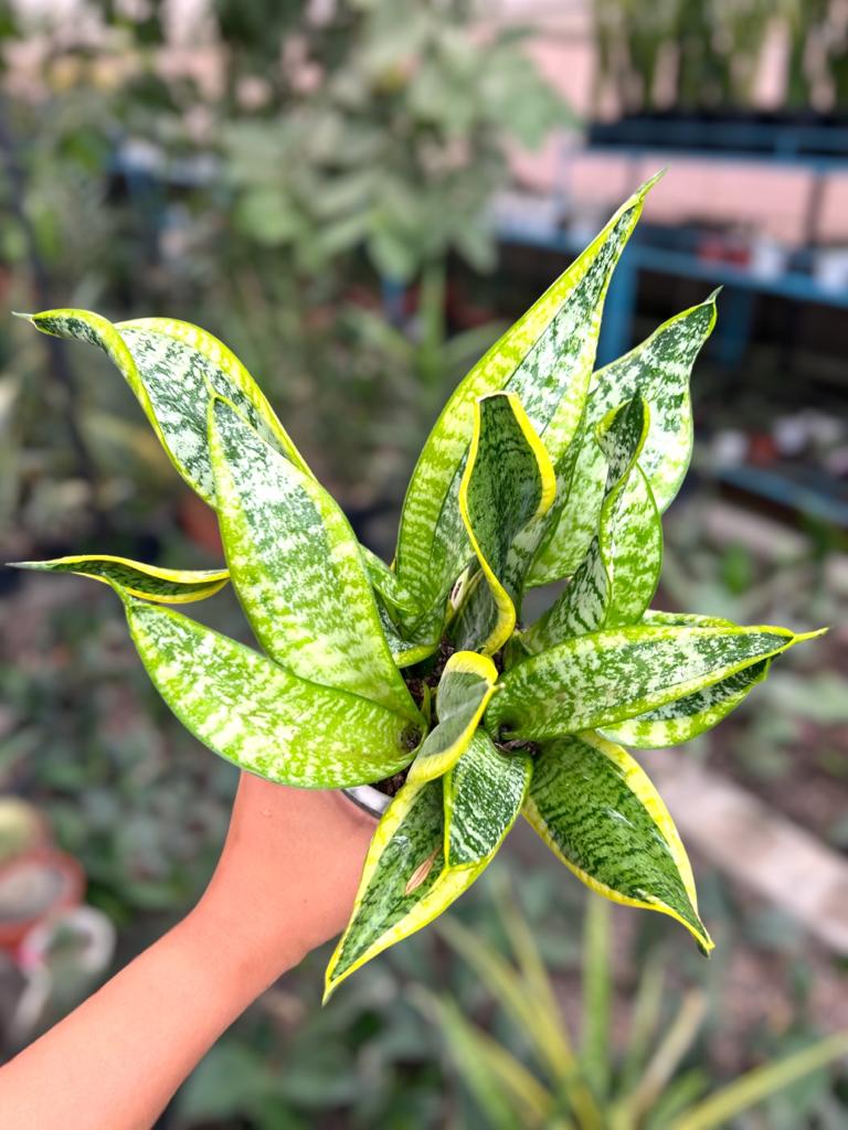 Sansevieria Twister Clump