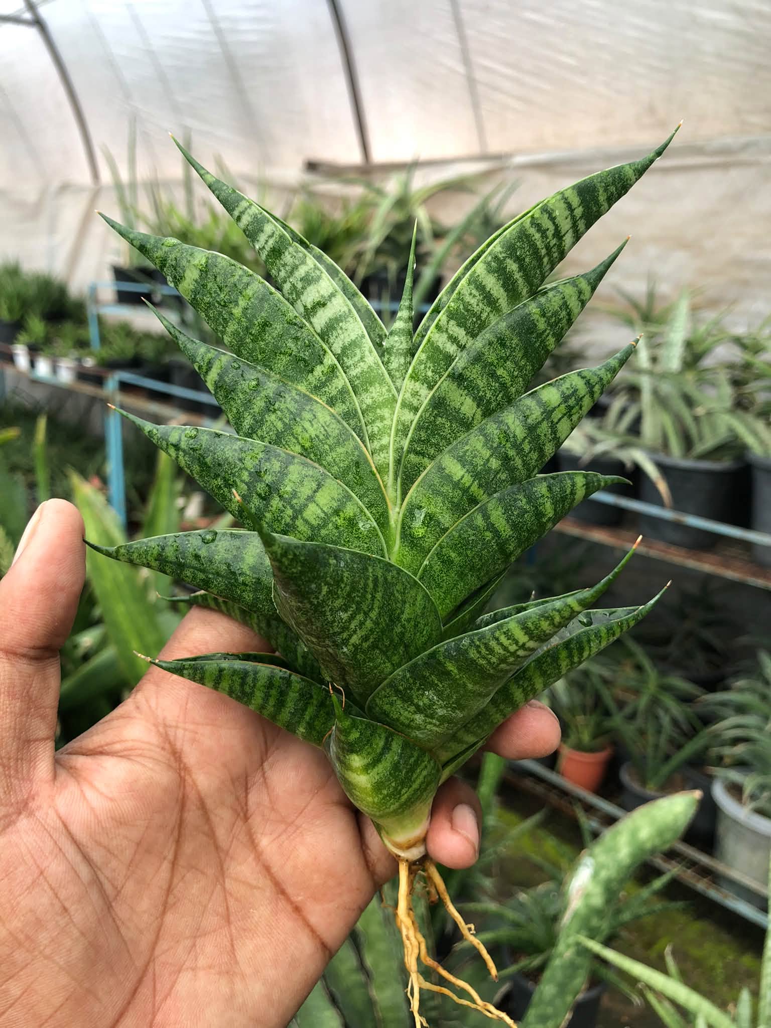 SANSEVIERIA SINDORO