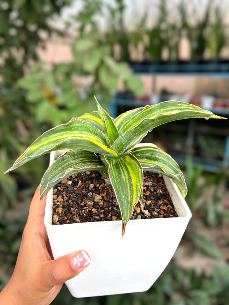 Sansevieria Blue Leaf Variegated (Large)