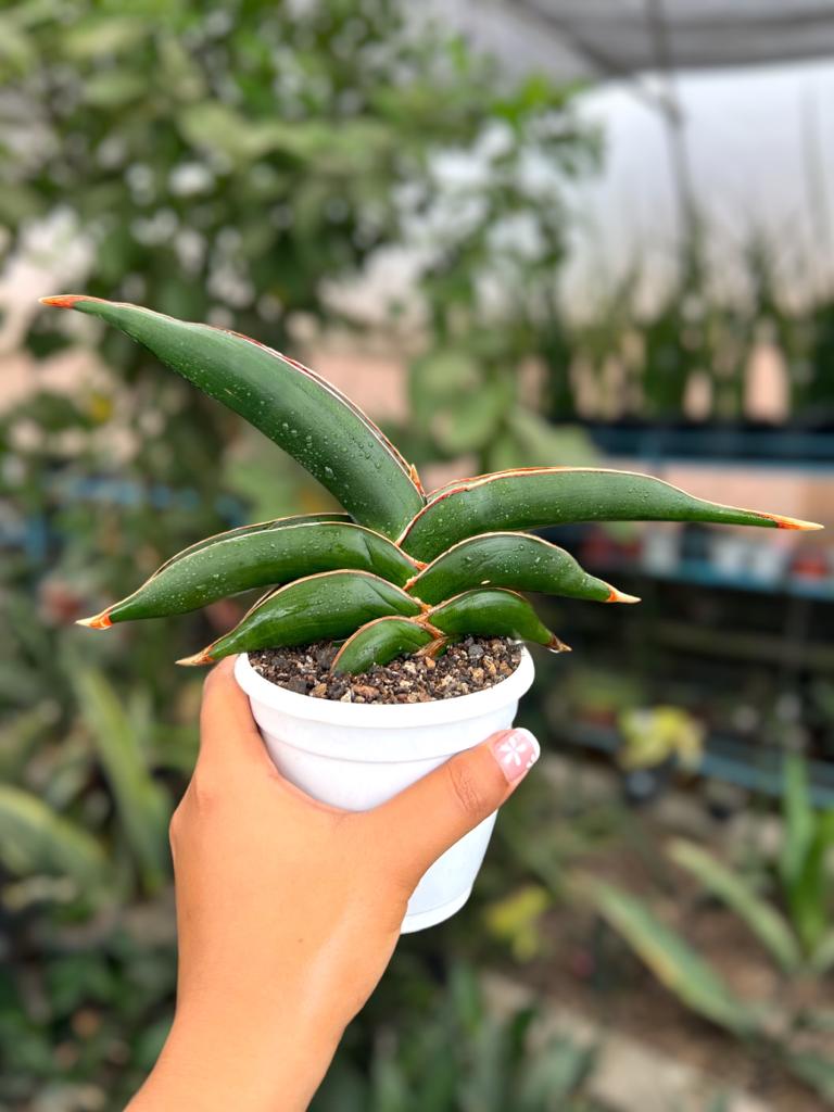 Sansevieria sp Somalia