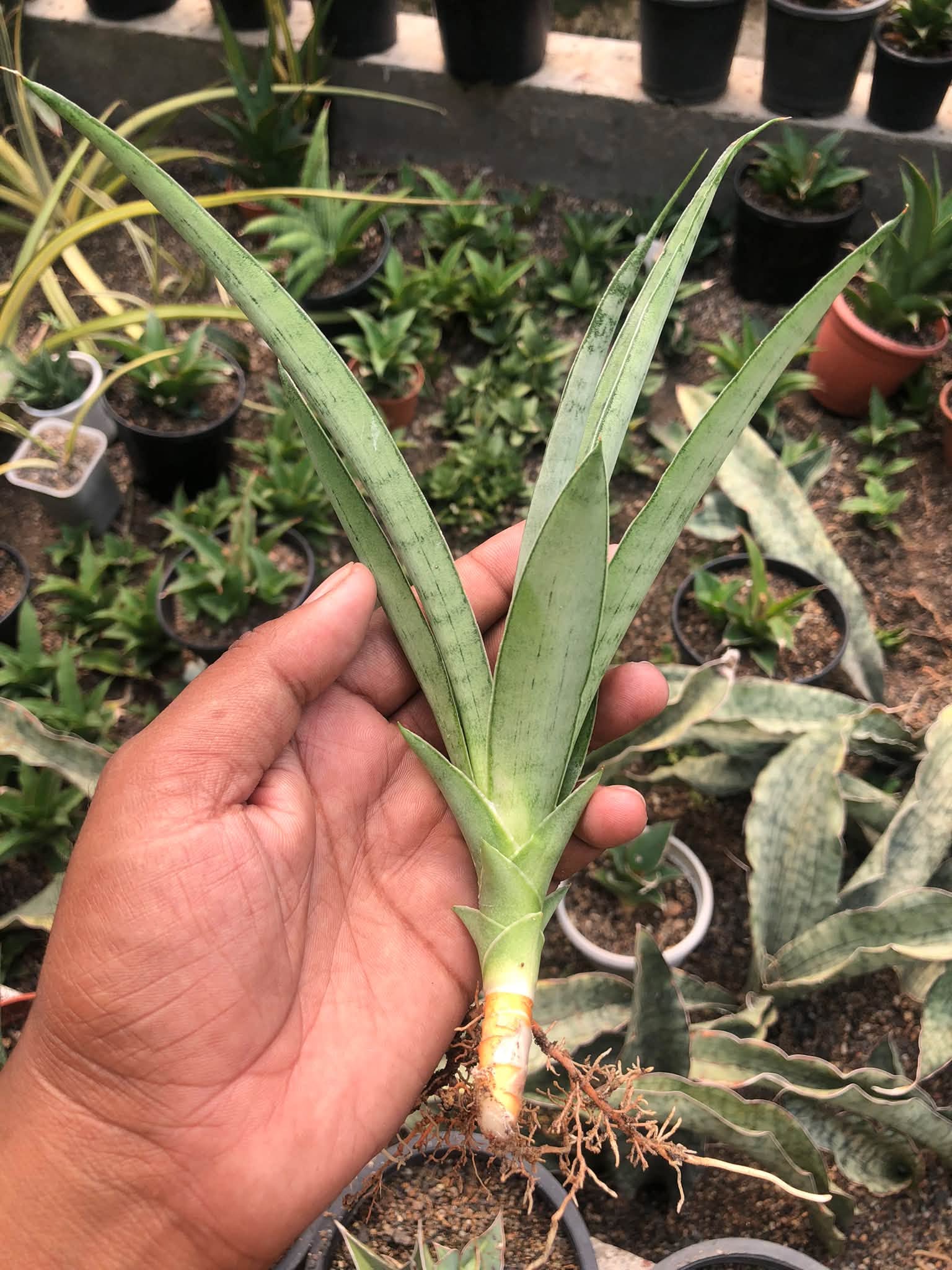 SANSEVIERIA KUMARA