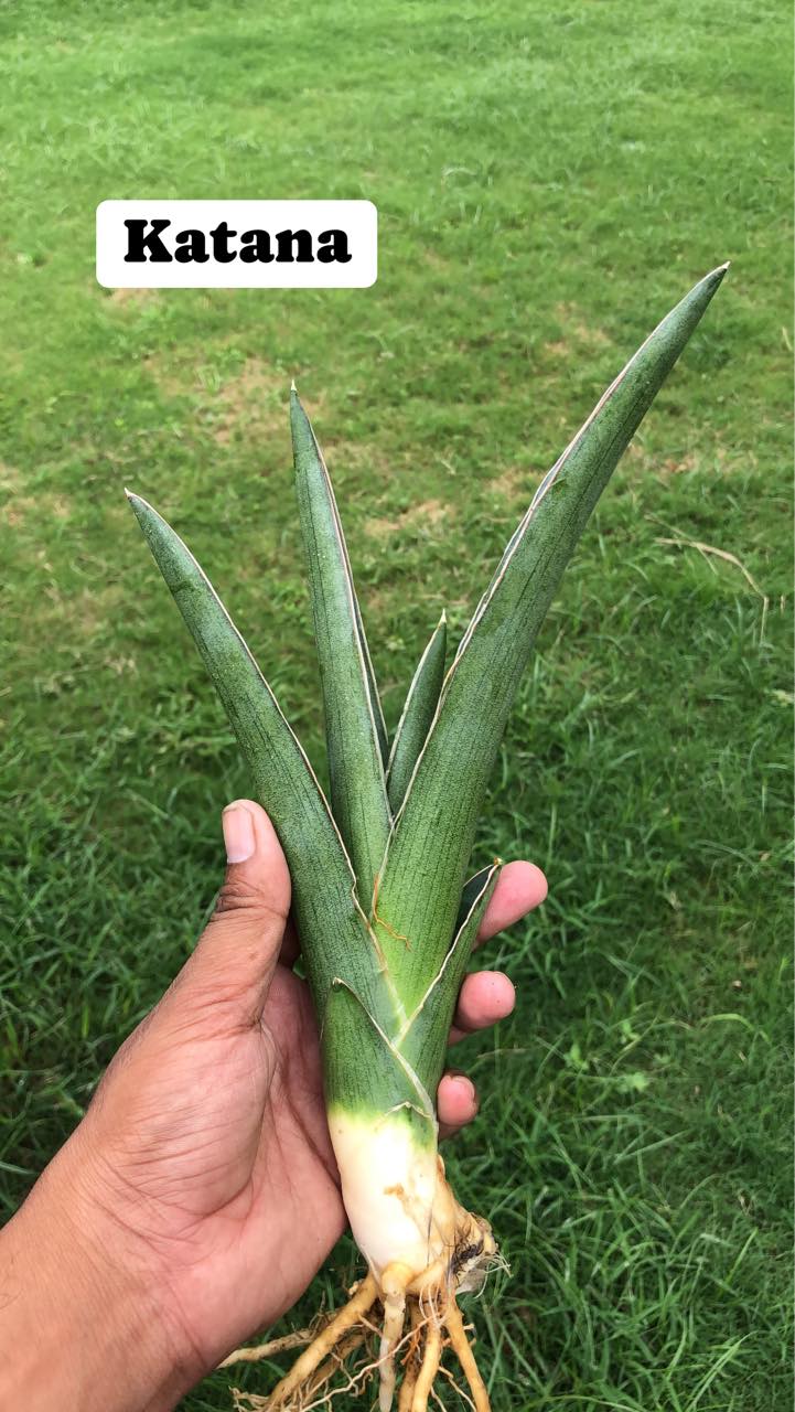 Sansevieria Combo Offer Of 7 (V)