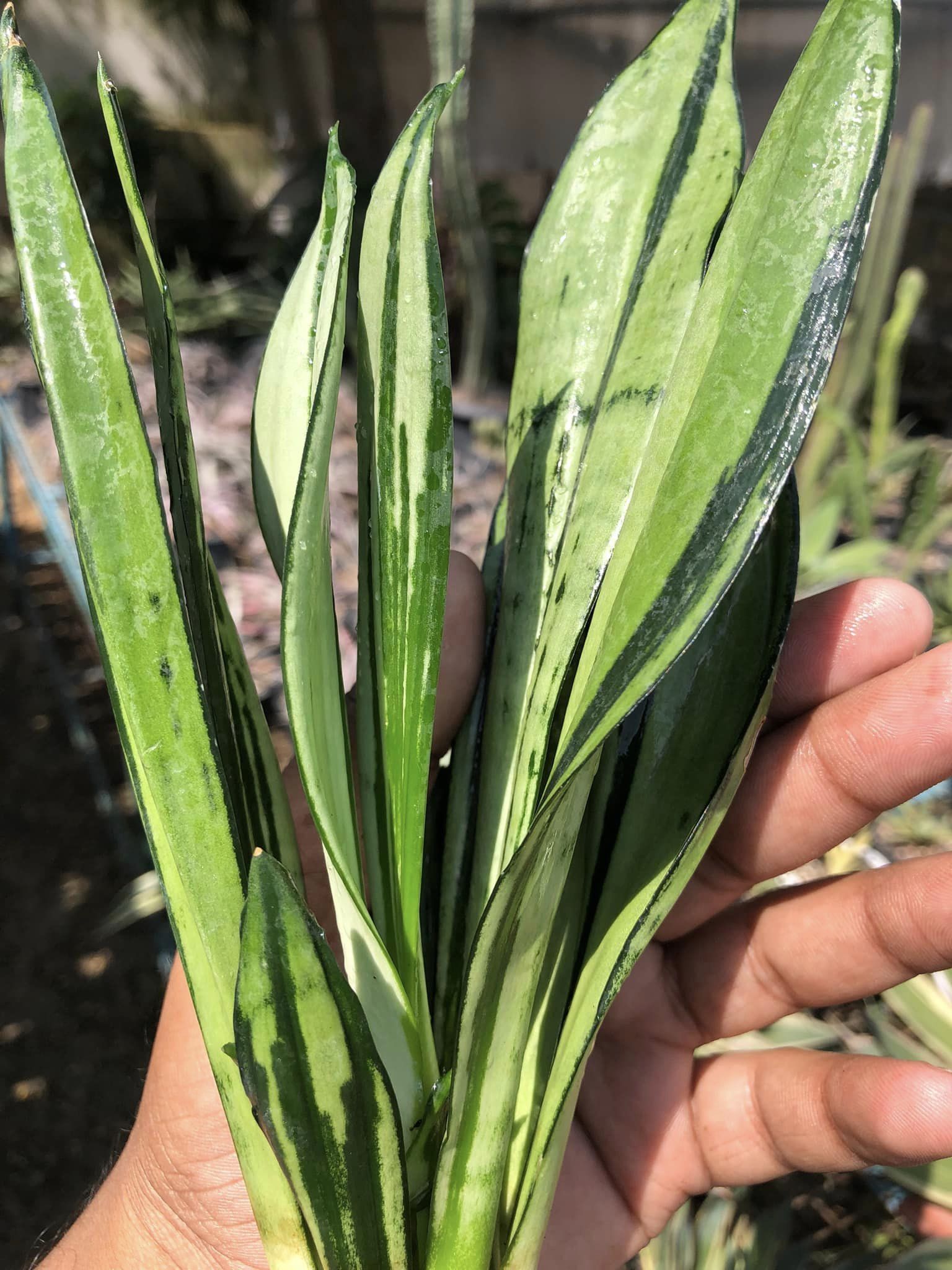 SANSEVIERIA BRAZILLIAN MOONSHINE