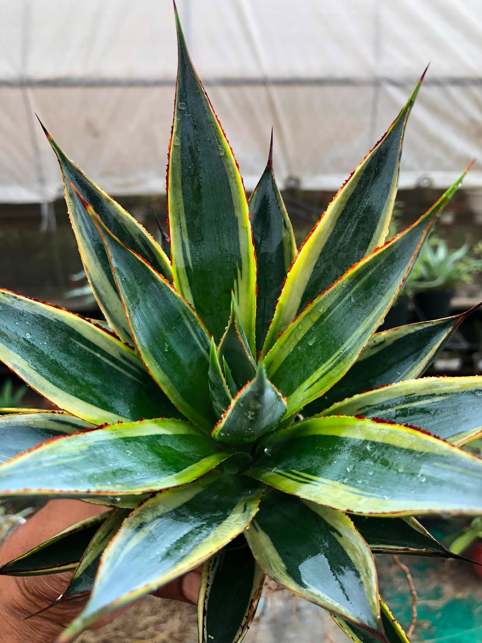 Combo No 19 : AGAVES COMBO SUNGLOW AND SNOWGLOW
