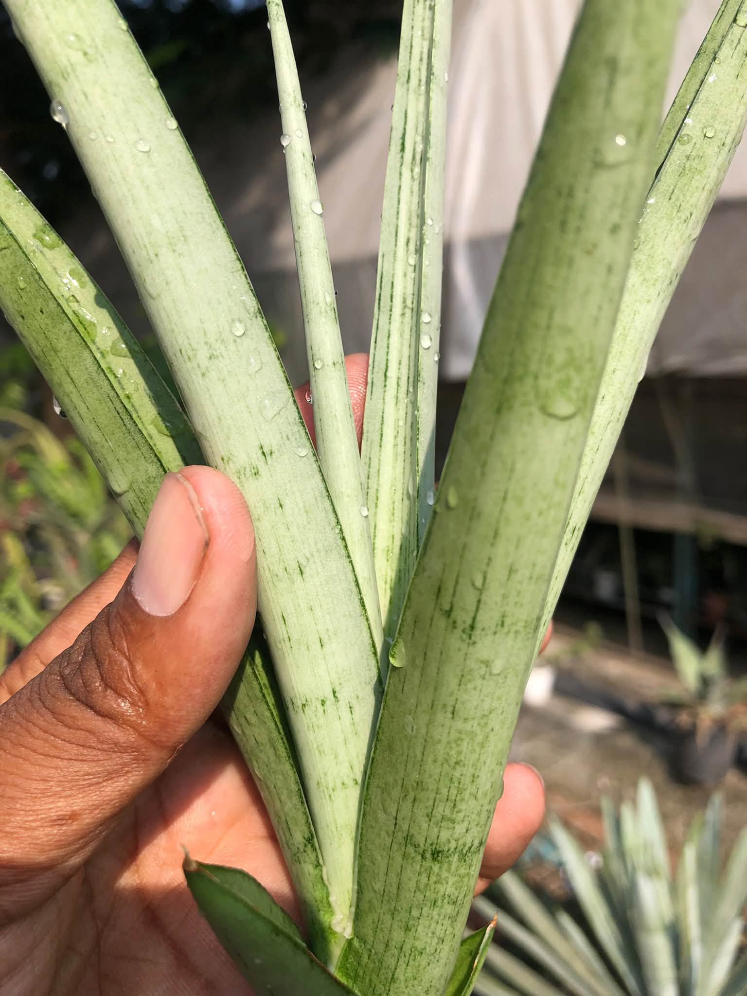 SANSEVIERIA KASIH