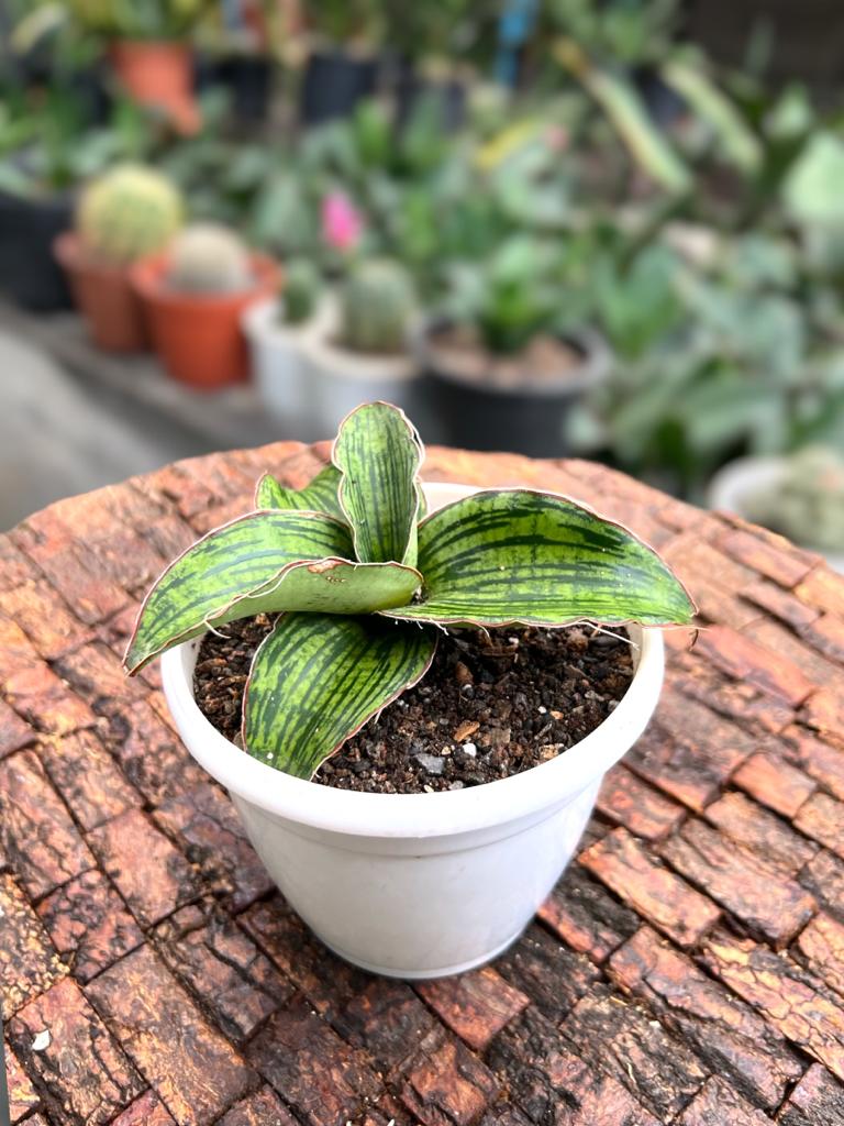 Sansevieria Cleopatra