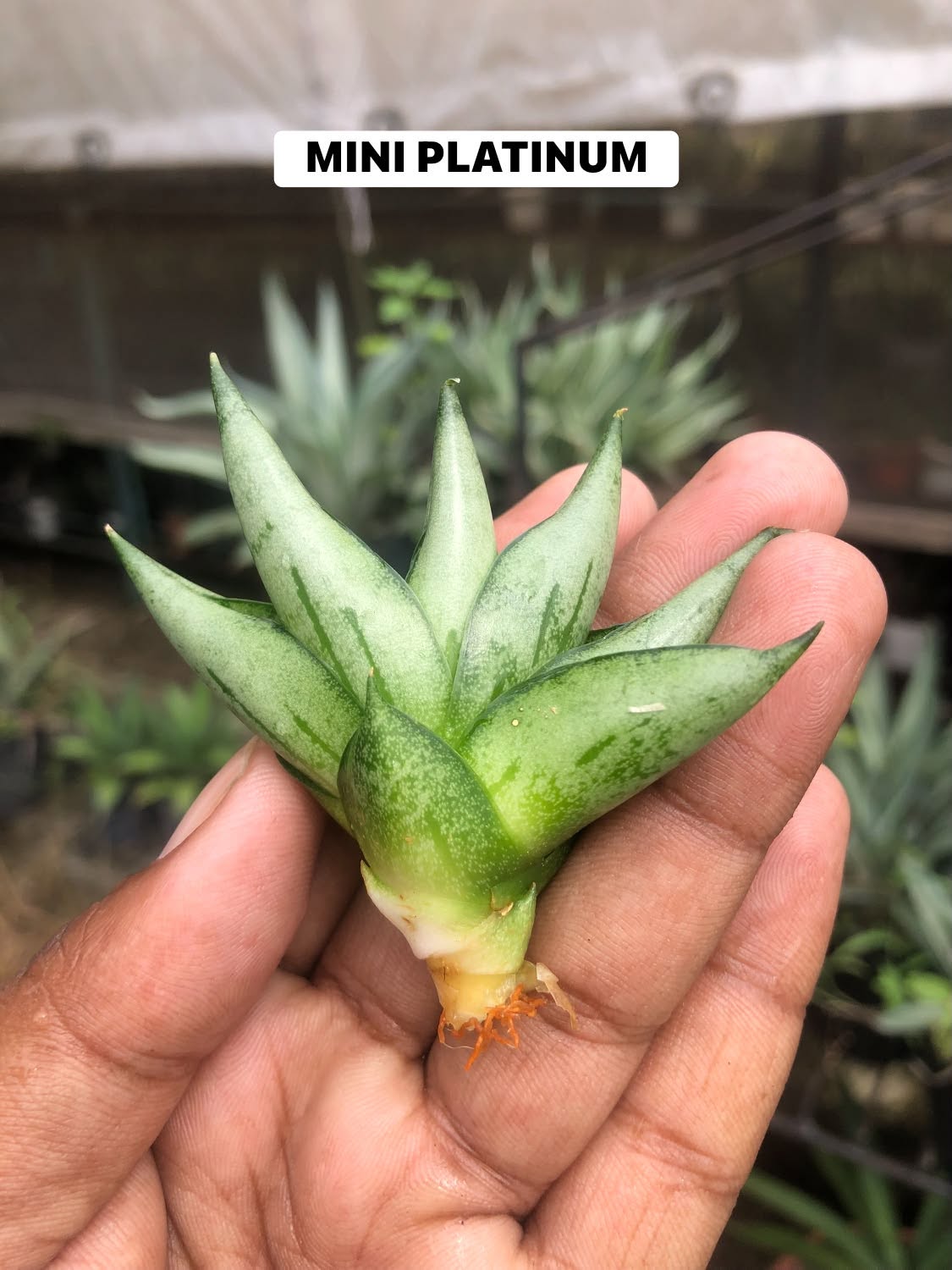 Combo No 26 : Sansevieria COMBO OF 5 PLANTS
