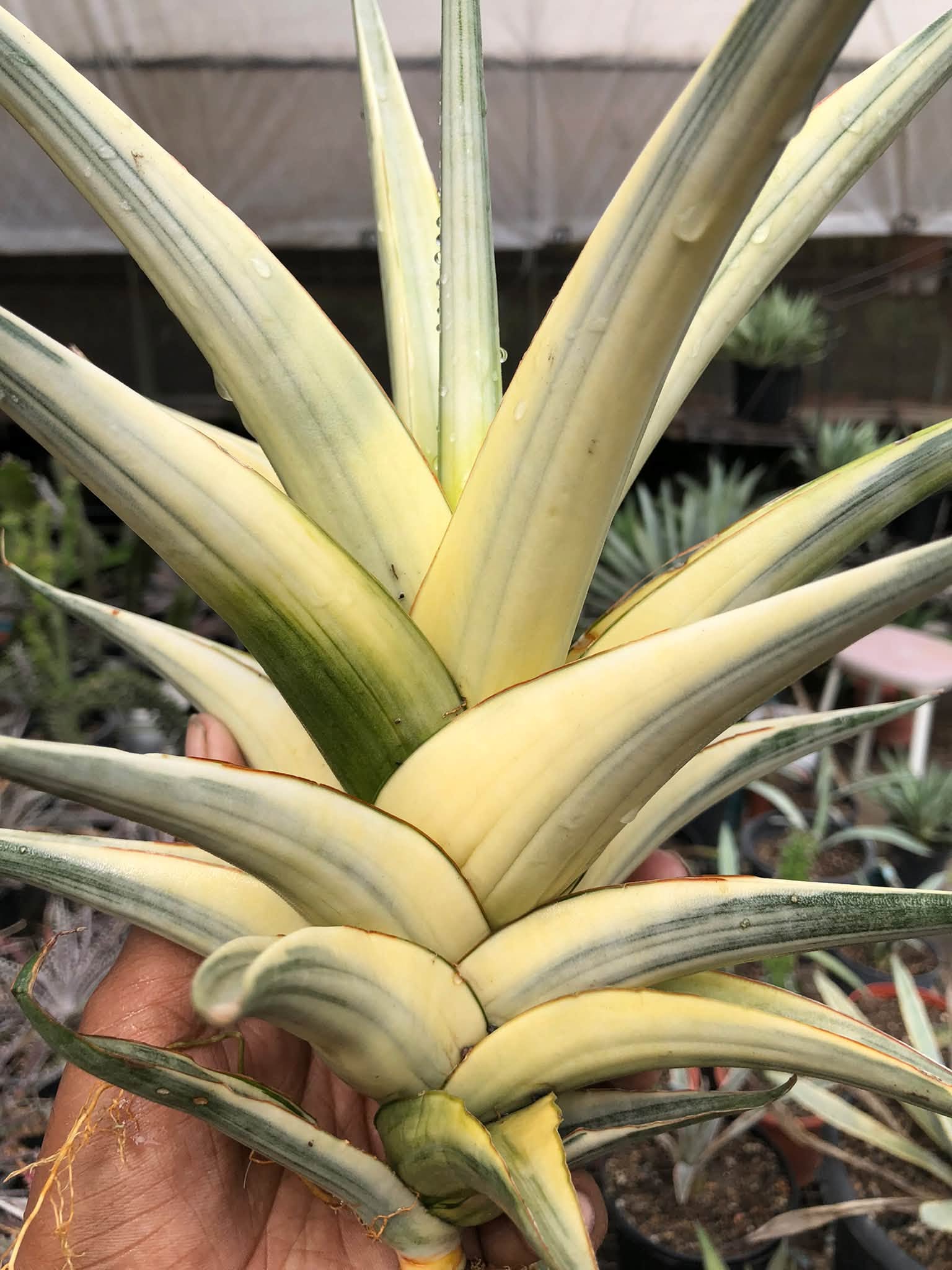 SANSEVIERIA SNOW WHITE