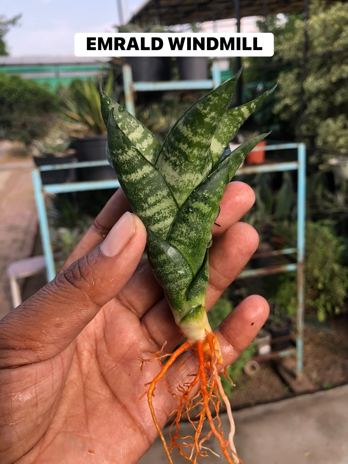 COMBO NO 29 :COMBO OF 5 SANSEVIERIA