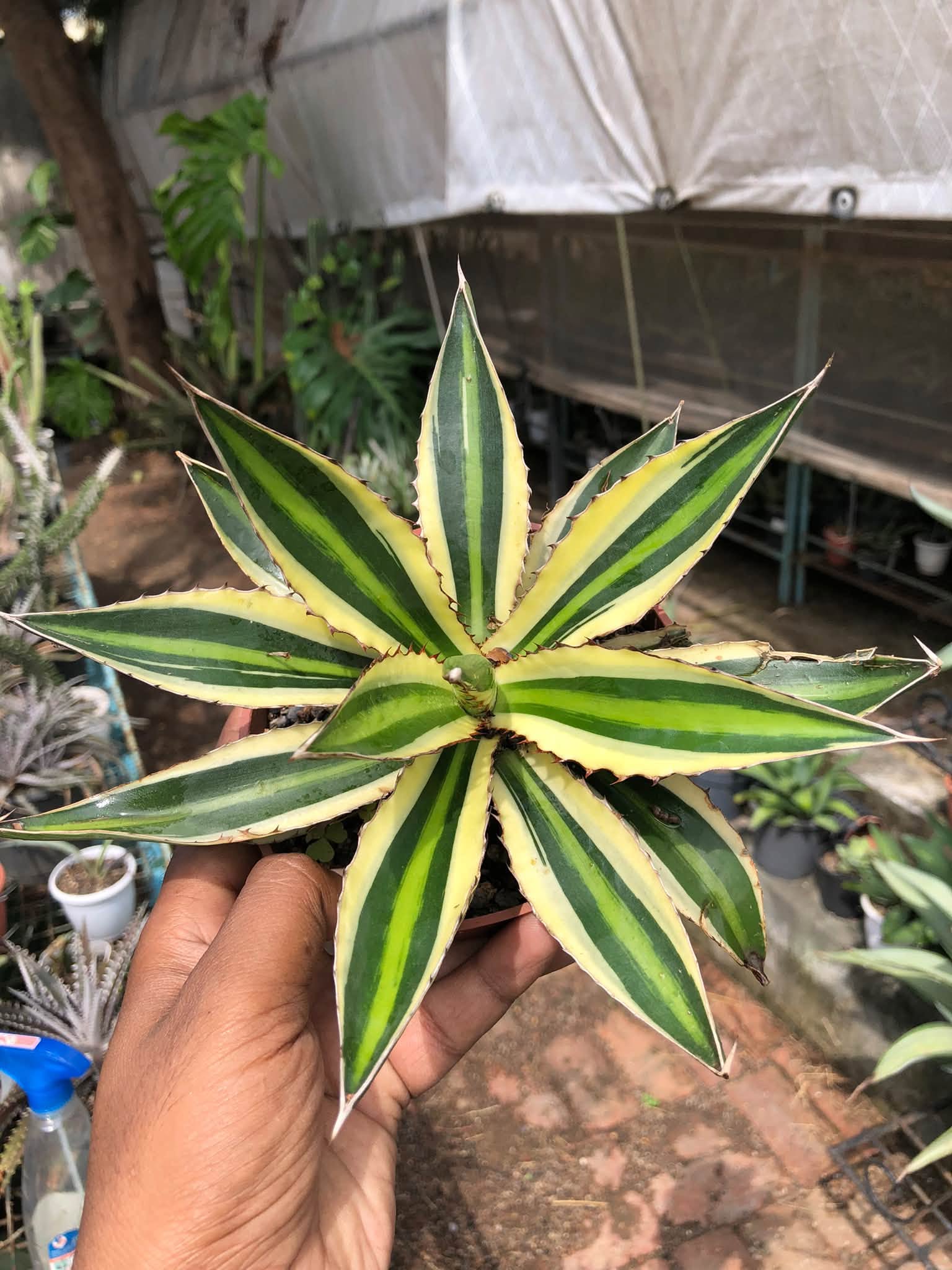 COMBO NO. 30 : COMBO OF 2 AGAVES