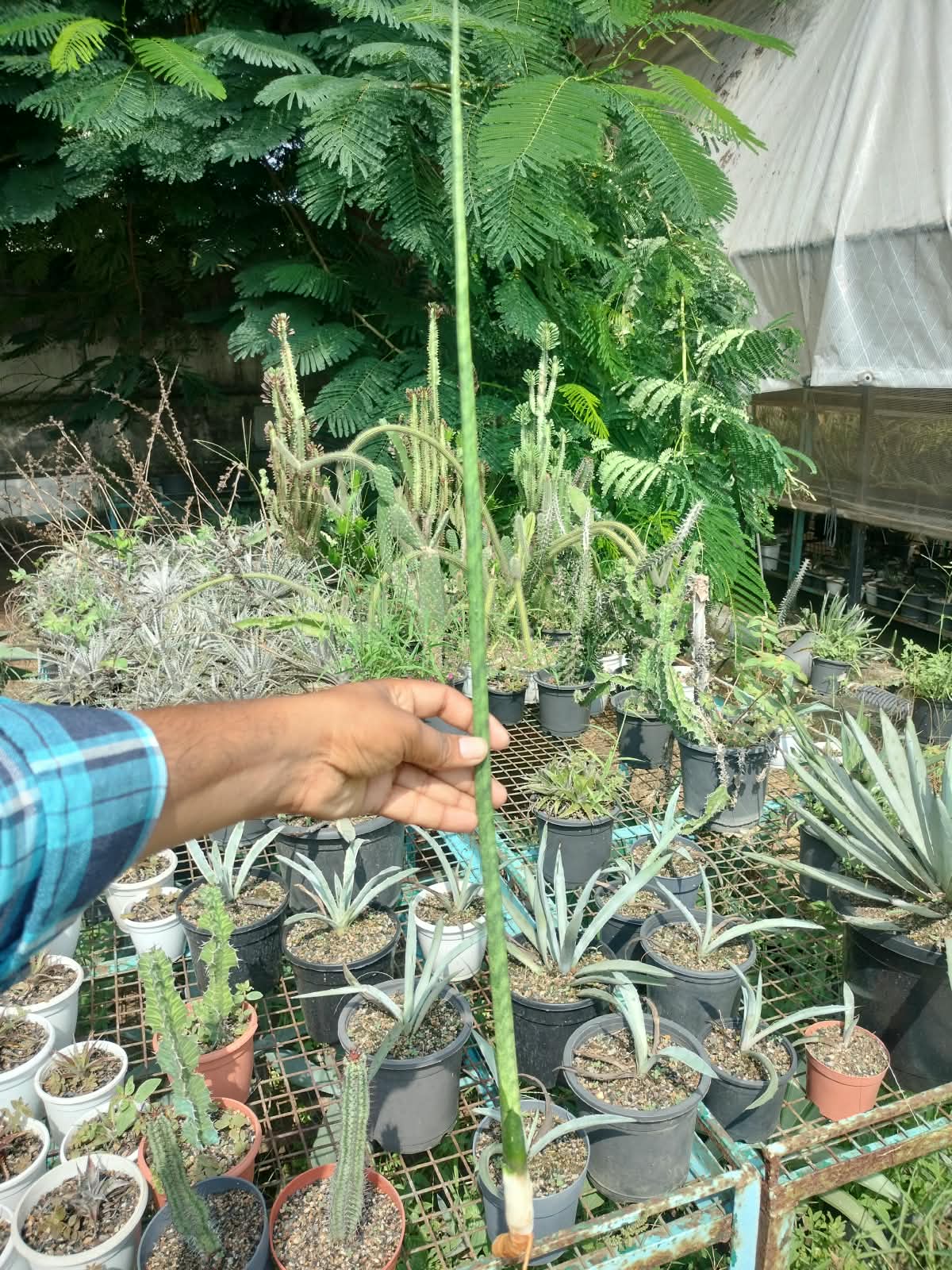 Combo No 17 : Three Large Sansevieria
