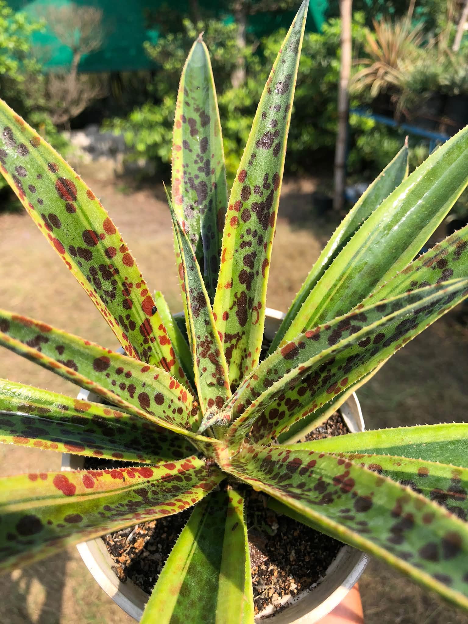 MANGAVE PINEAPPLE PUNCH HEALTHY LARGE PLANT