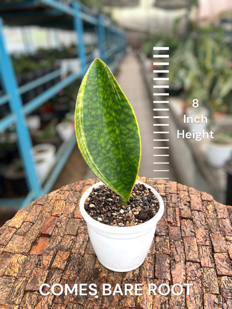 Sansevieria Whale fin Yellow Border (Single Leaf)