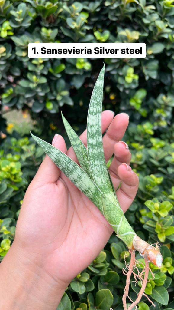 Sansevieria Combo Offer Of 6 (J)