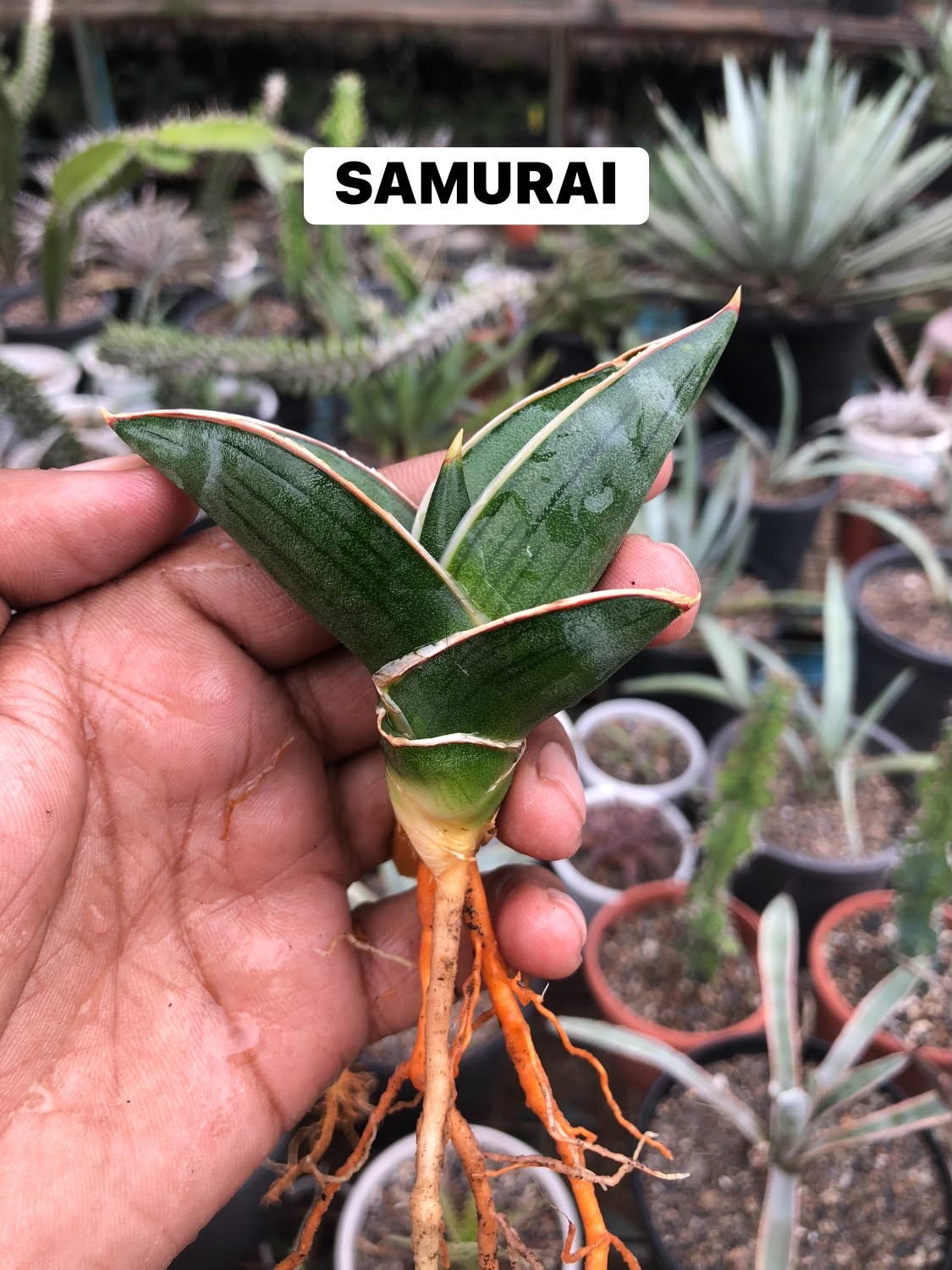 COMBO NO 33 : COMBO OF 5 SANSEVIERIA