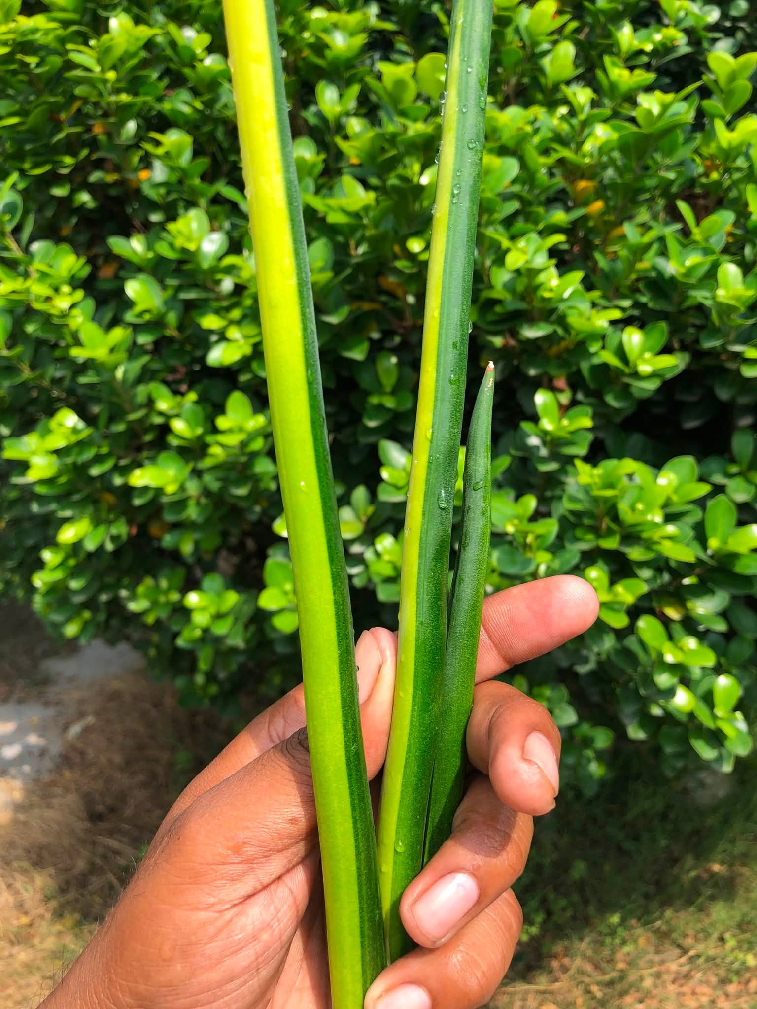 Sansevieria ERYTHRAEAE VARIEGATED