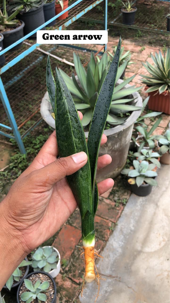 #112 COMBO OF FIVE RARE SANSEVIERIA TRIFASCIATA of NEW GENERATION