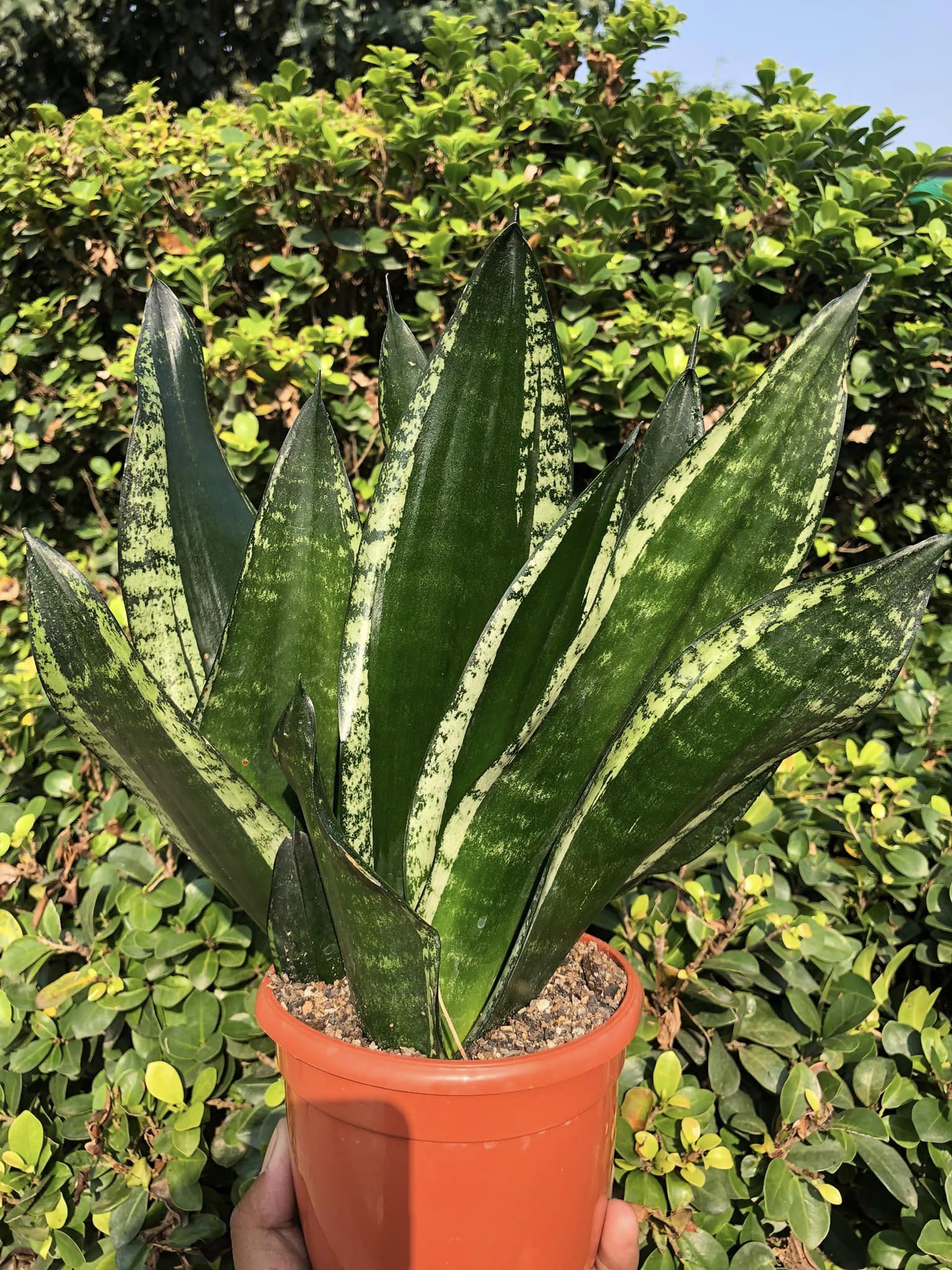 Sansevieria Whitney Clump of 3 large Plants