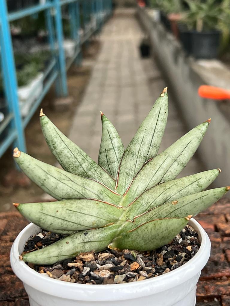 Sansevieria Hybrid 'Nilin'