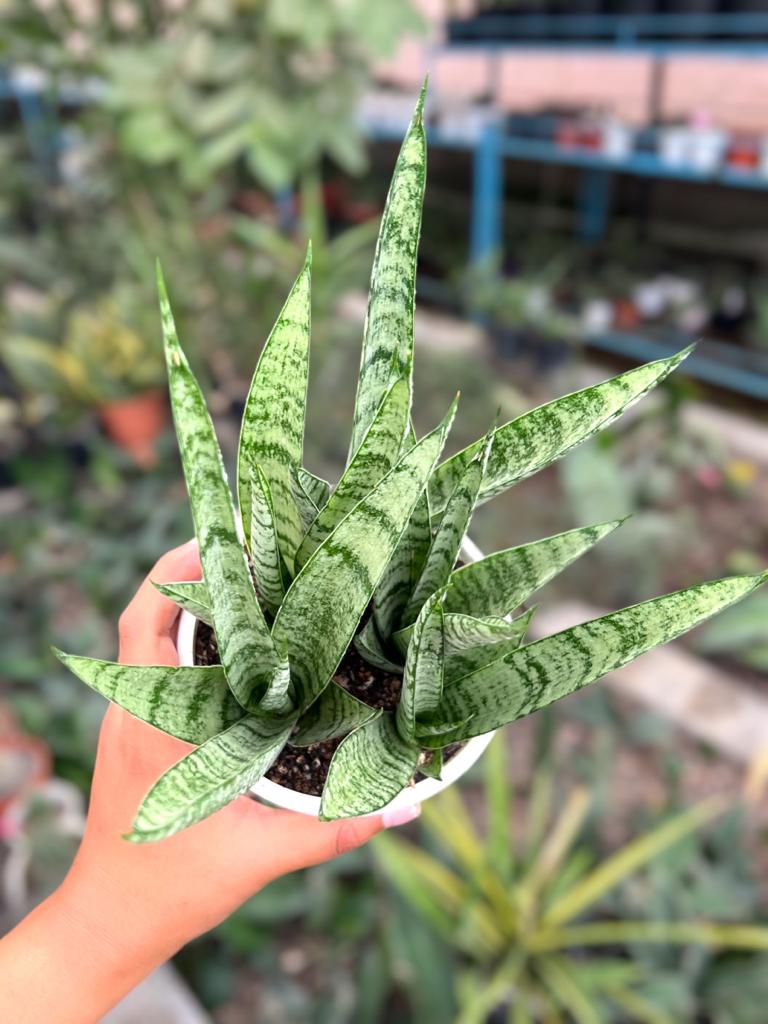 Sansevieria Moto Clump