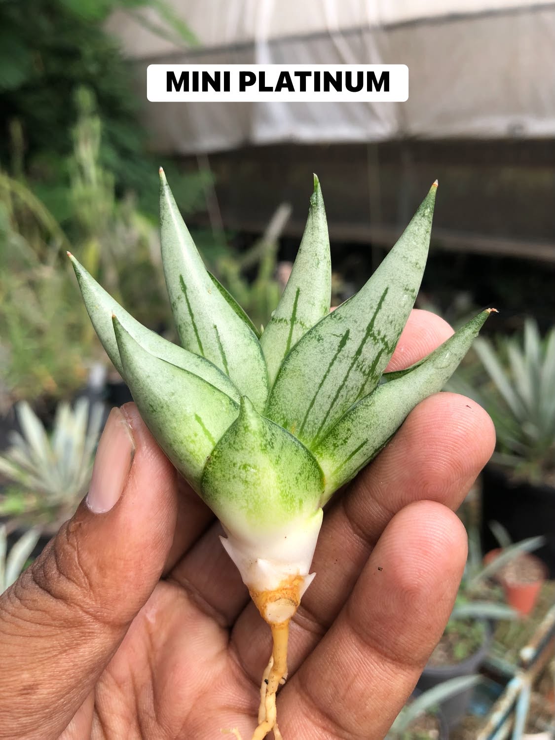 Combo No 22 : Five Mini Sansevieria