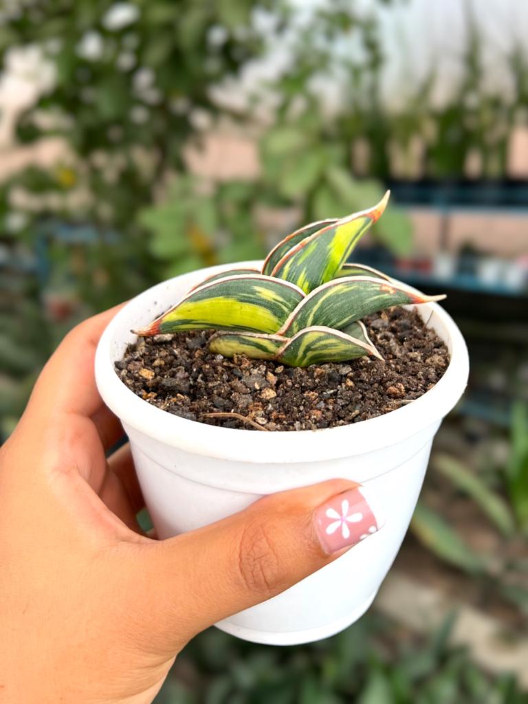 Sansevieria Rorida Variegated