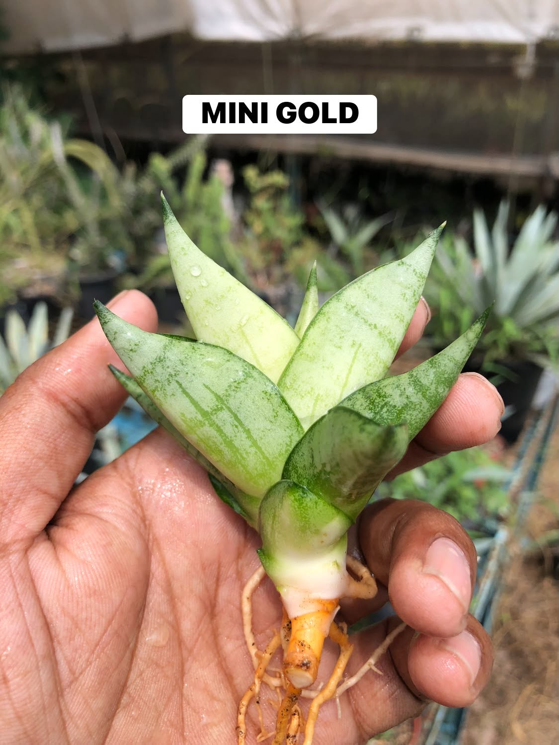 COMBO NO 28 : 3 MINI SANSEVIERIA