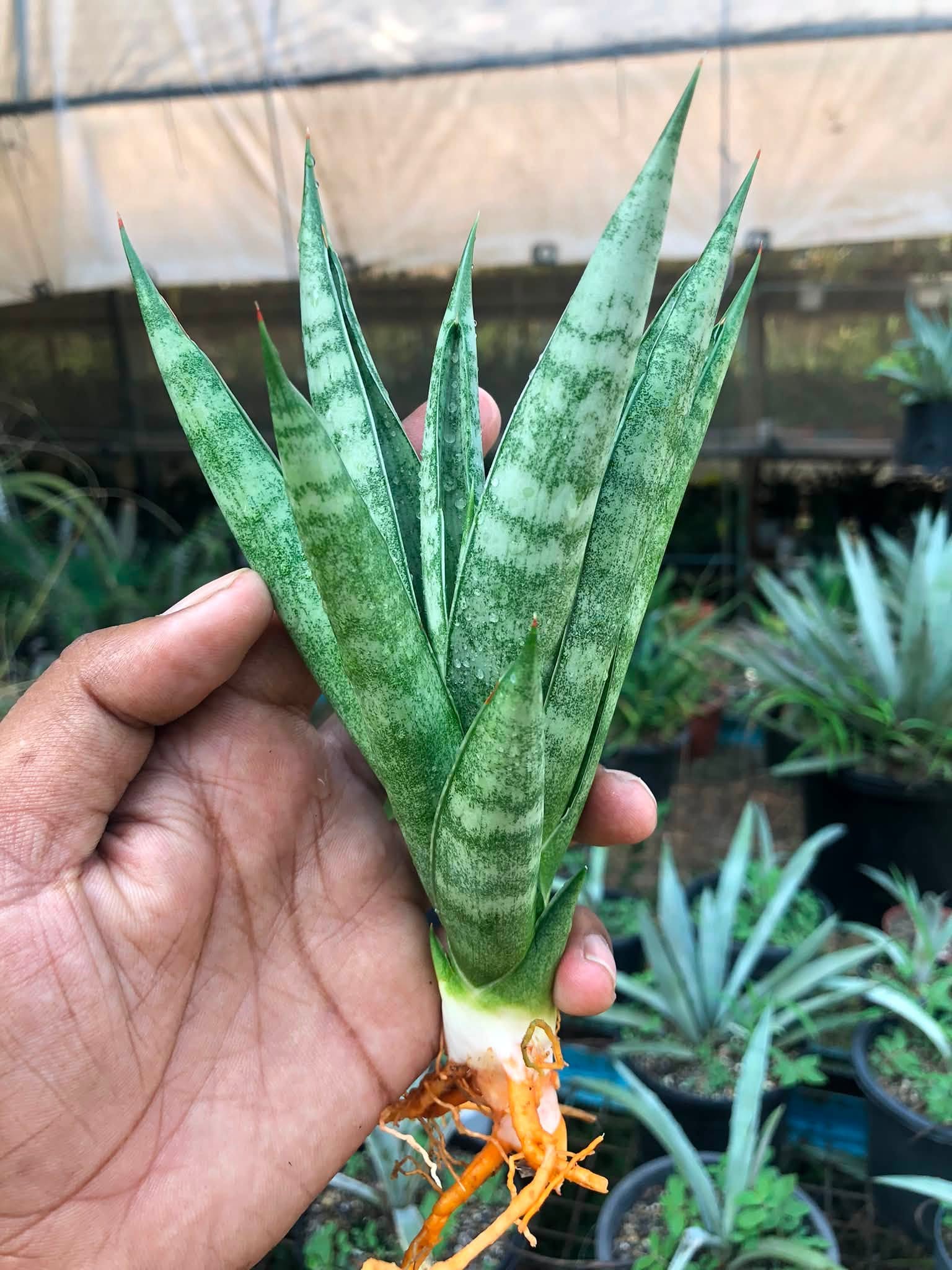 Combo No 24 : Sansevieria PAGODA AND PAGODA BLACK