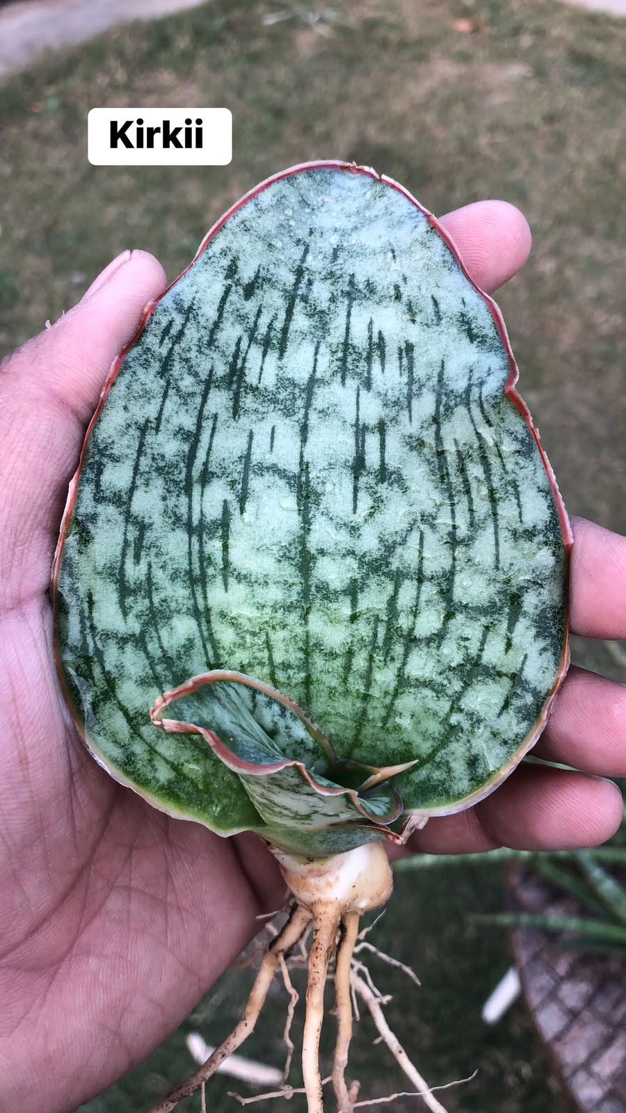 Combo of 10 different Sansevieria