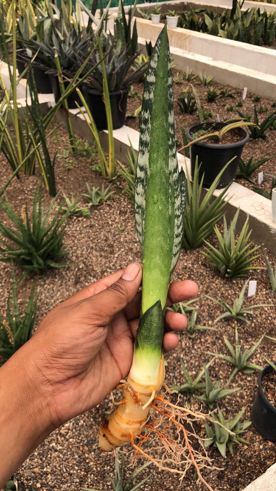 SANSEVIERIA GREEN MERMAID PUP