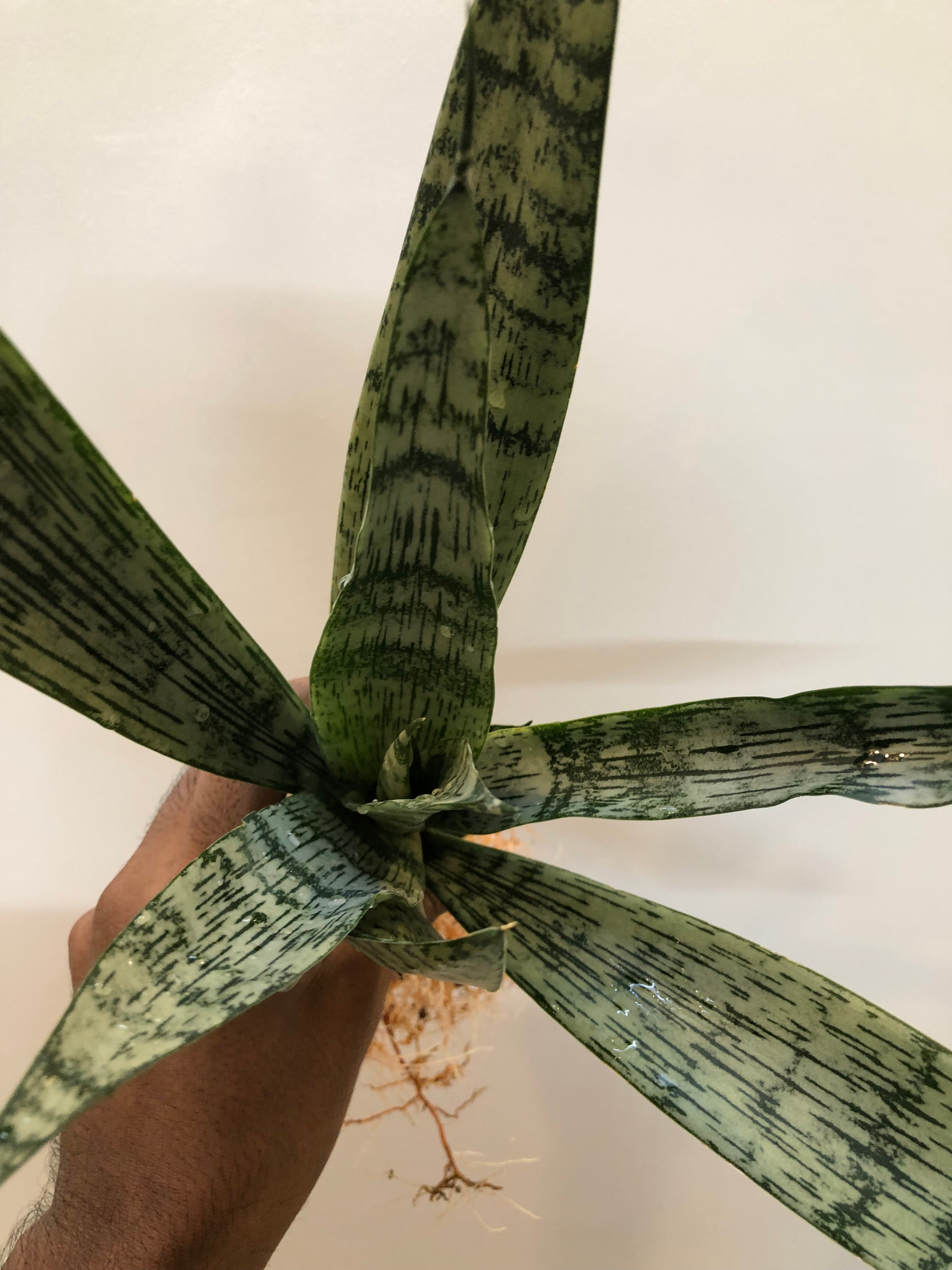 Sansevieria EVEREST