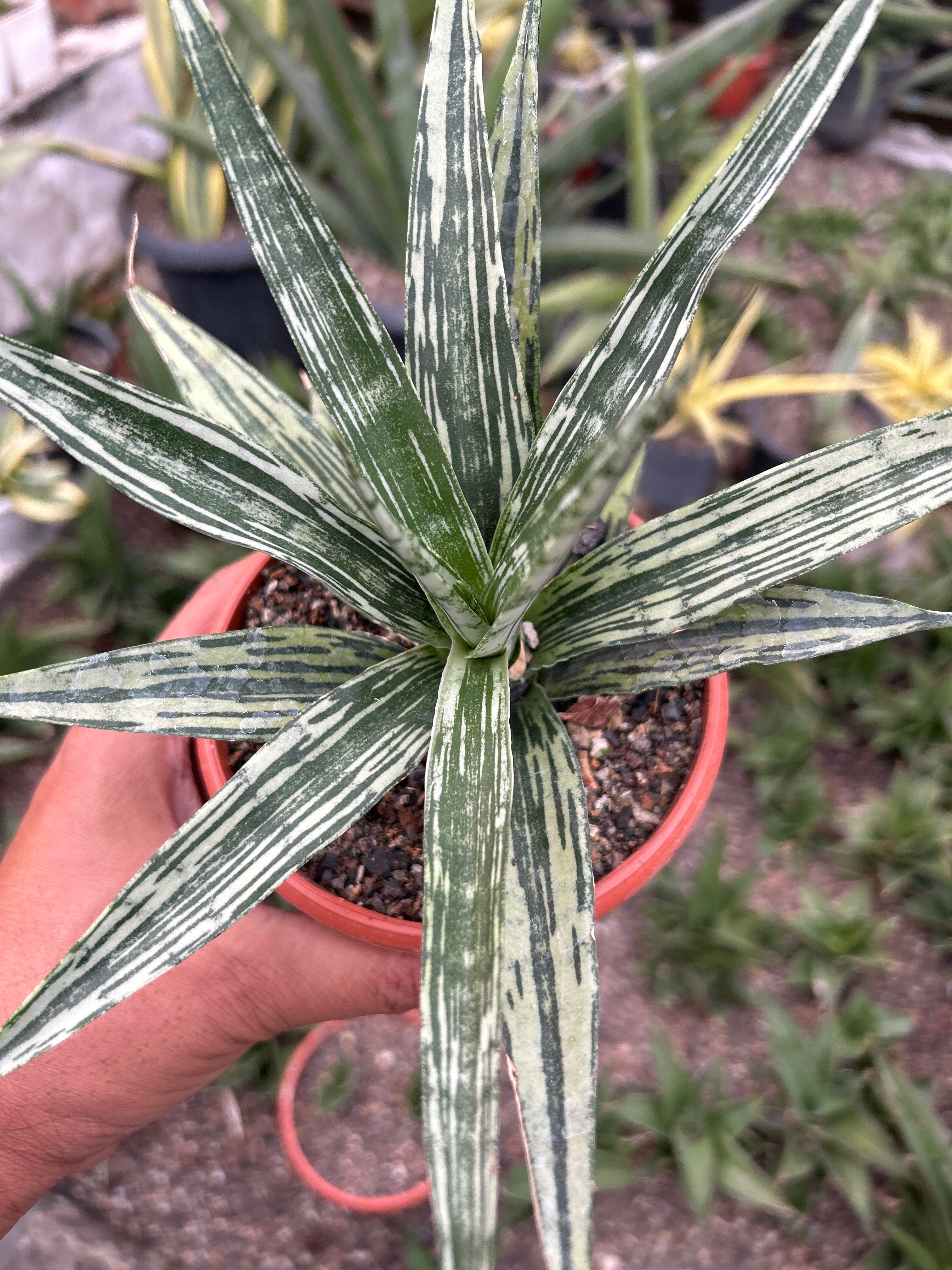 Sansevieria FON PRUM