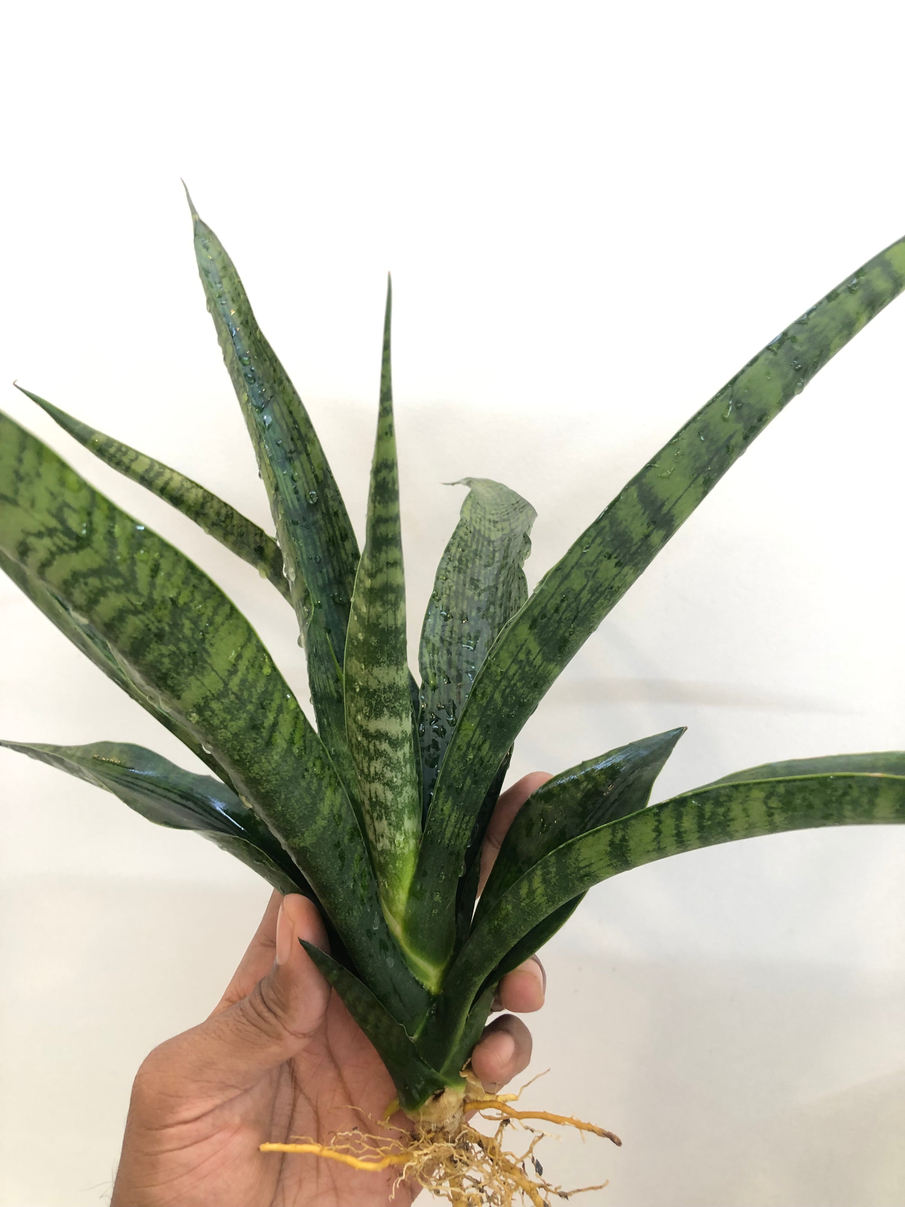 Sansevieria BALLERIAN SPECIMEN