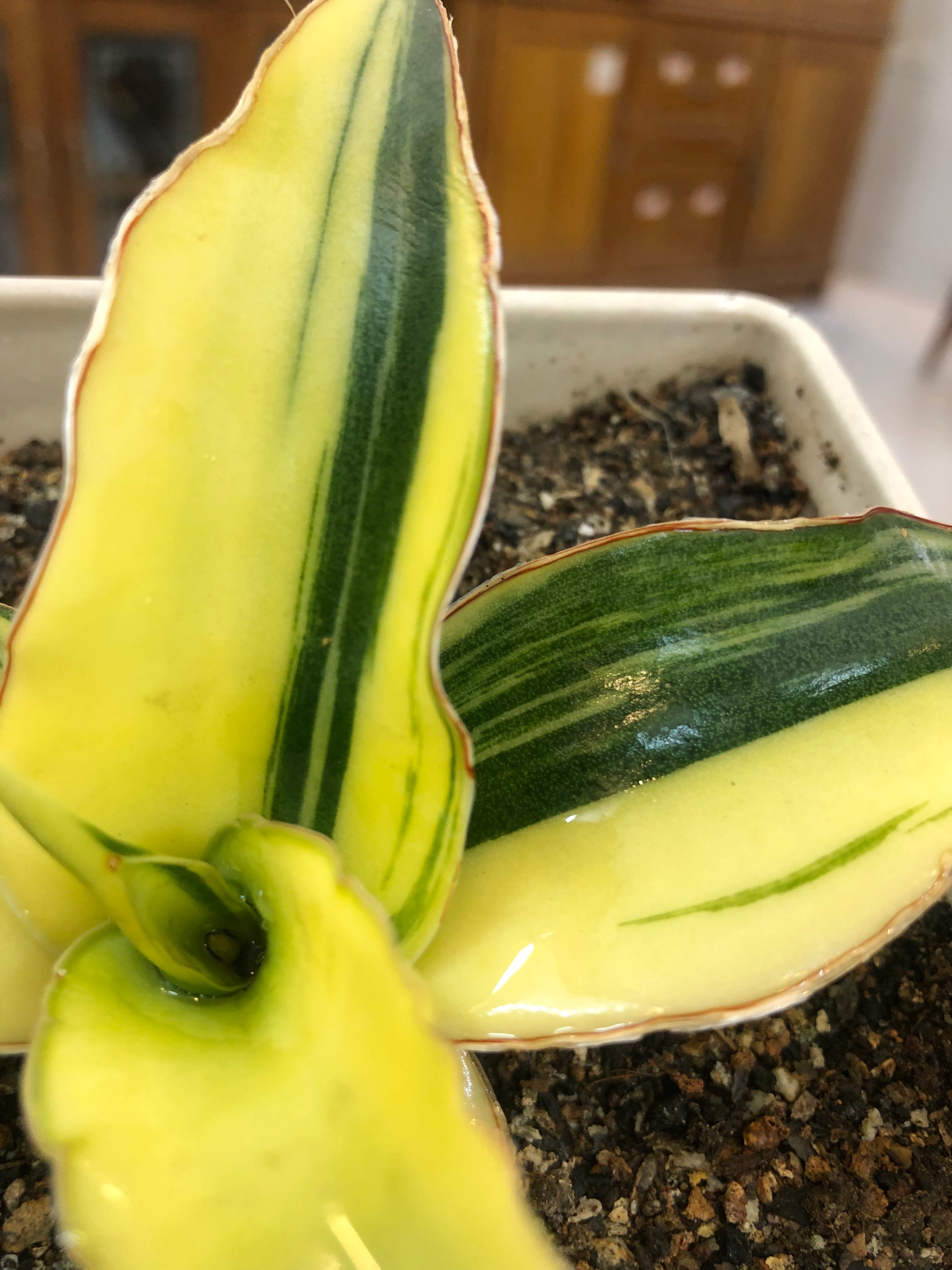 Sansevieria GANESHA VARIEGATED
