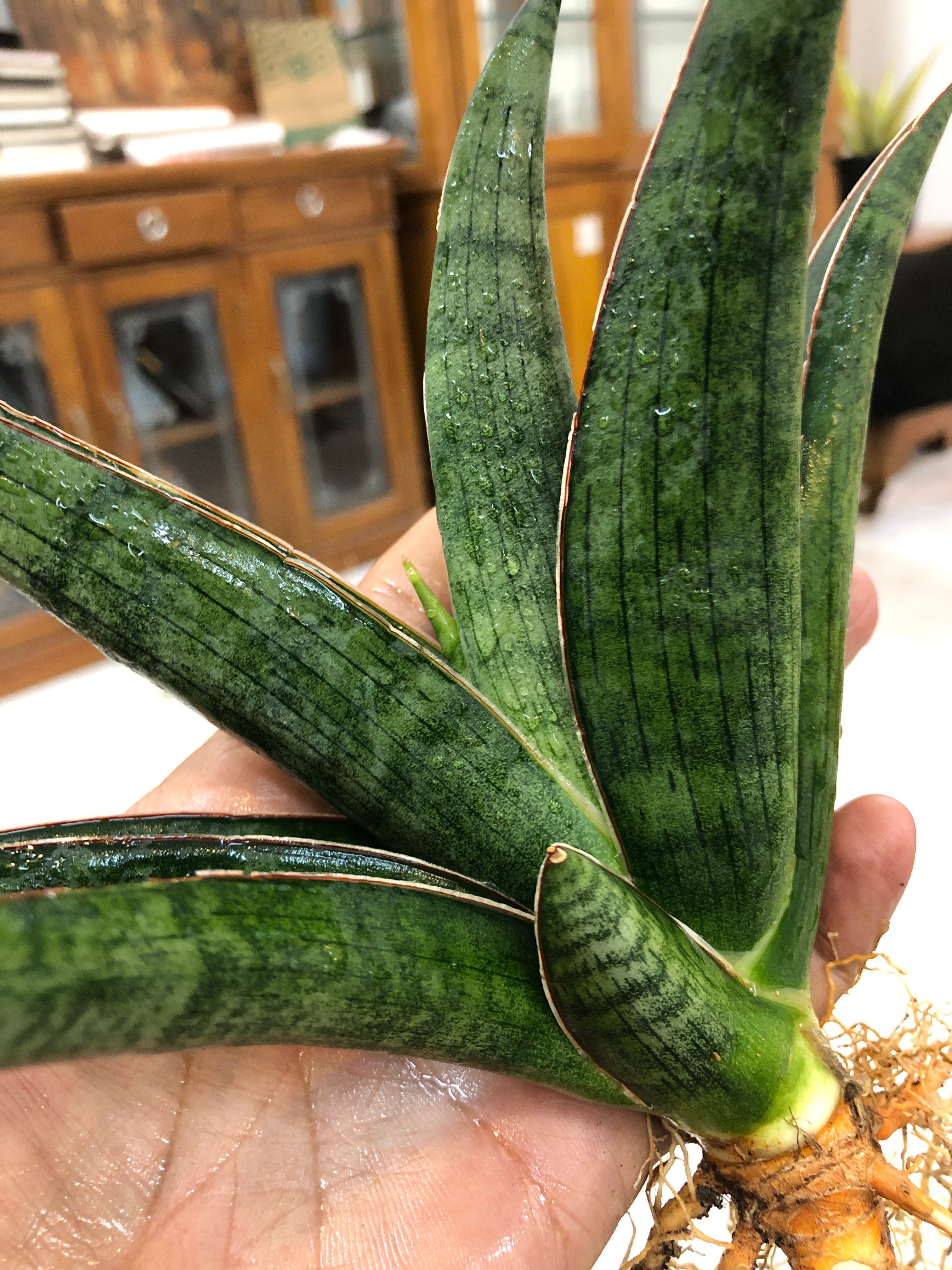 Sansevieria PATRICK
