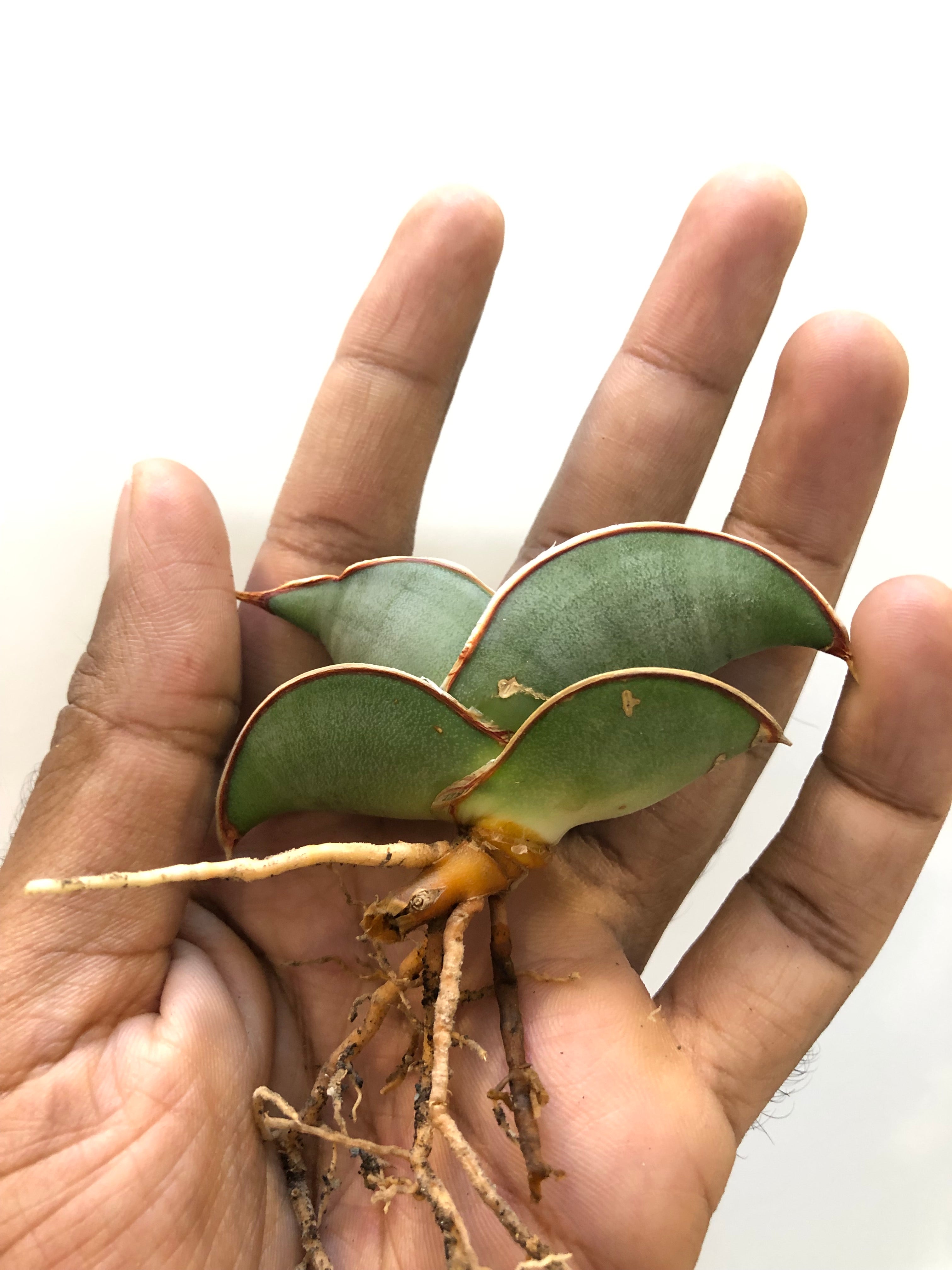 Sansevieria BANANA