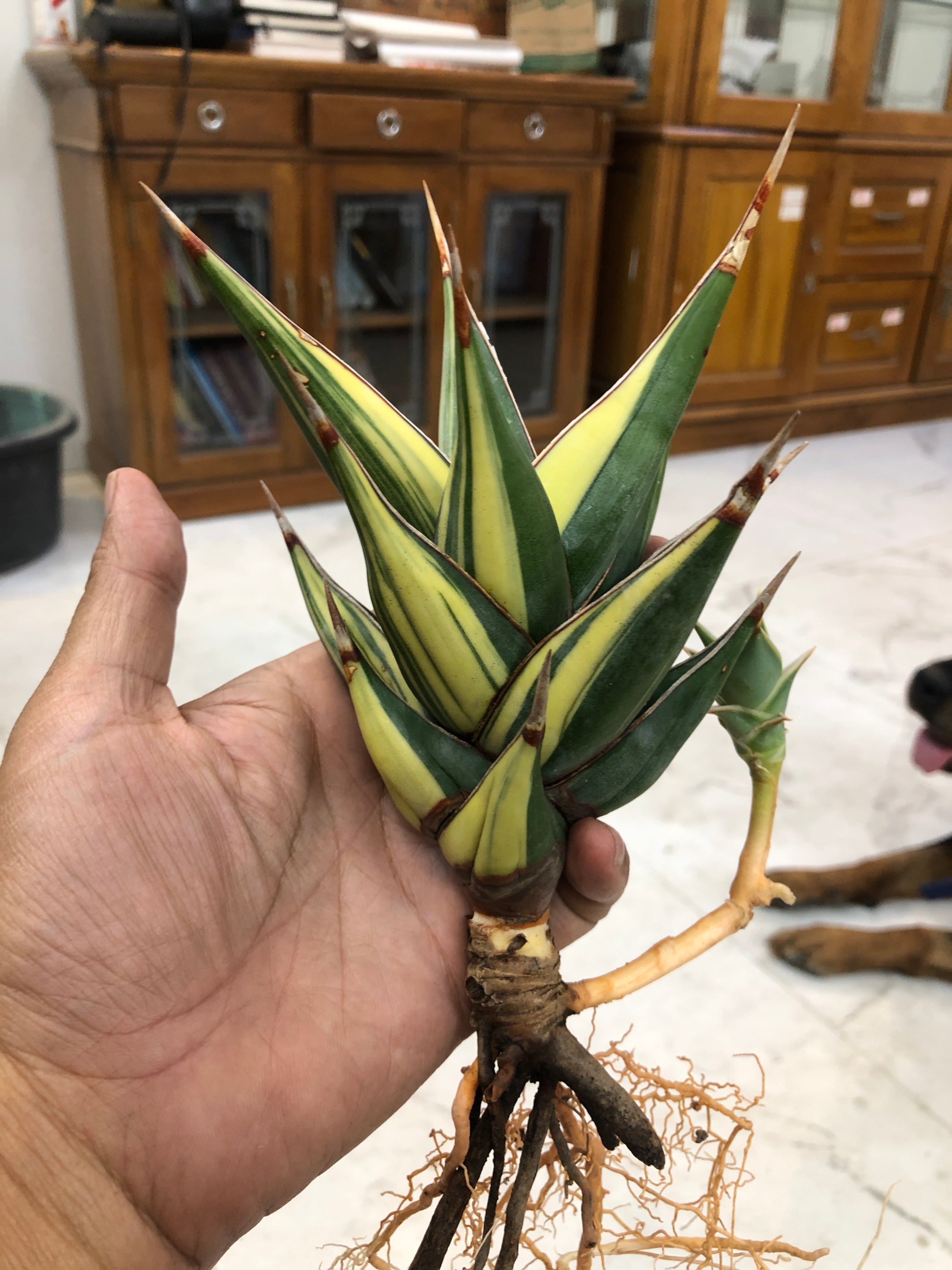 Sansevieria PINGUICULA VARIEGATED