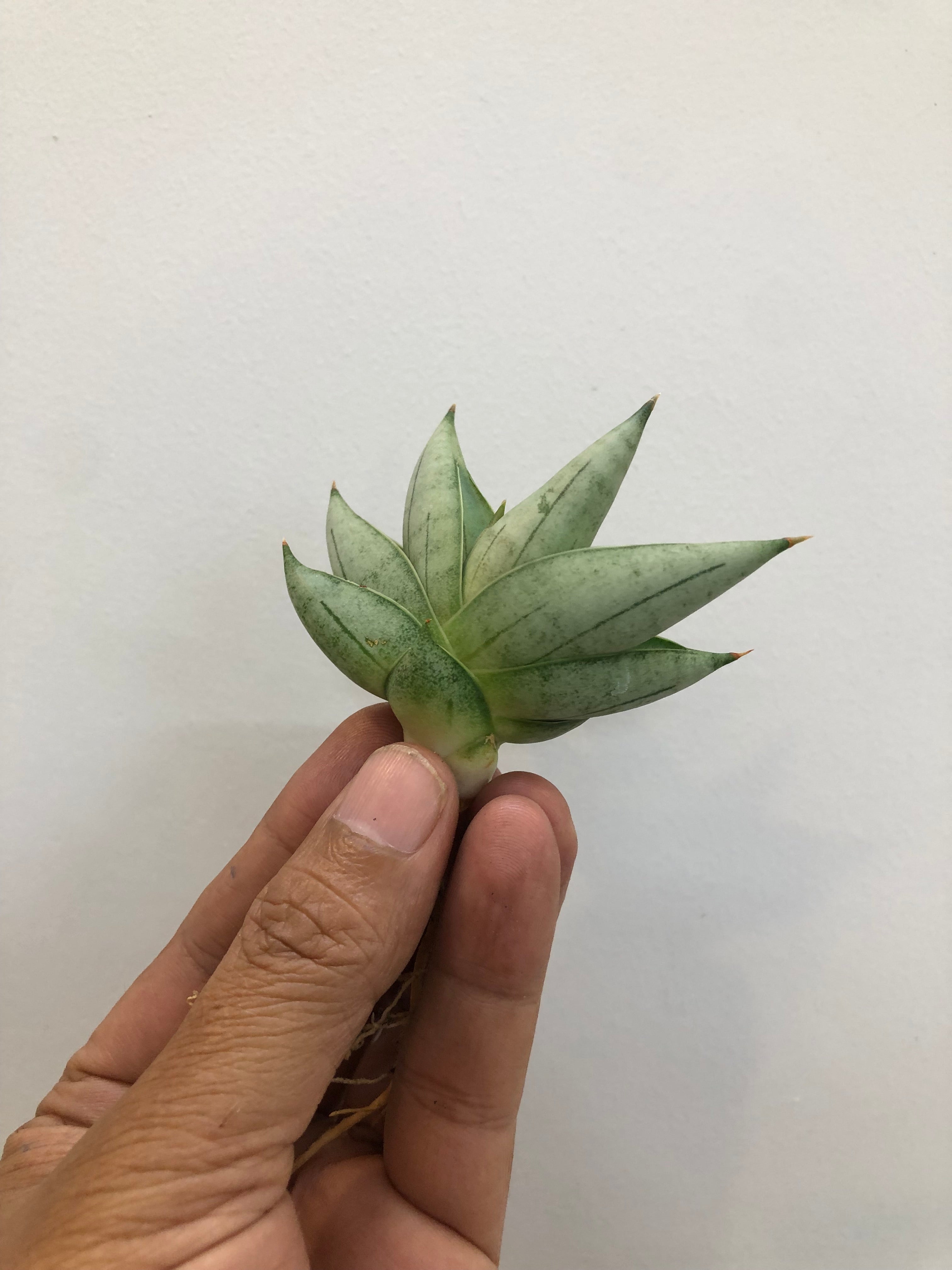 Sansevieria NILIN